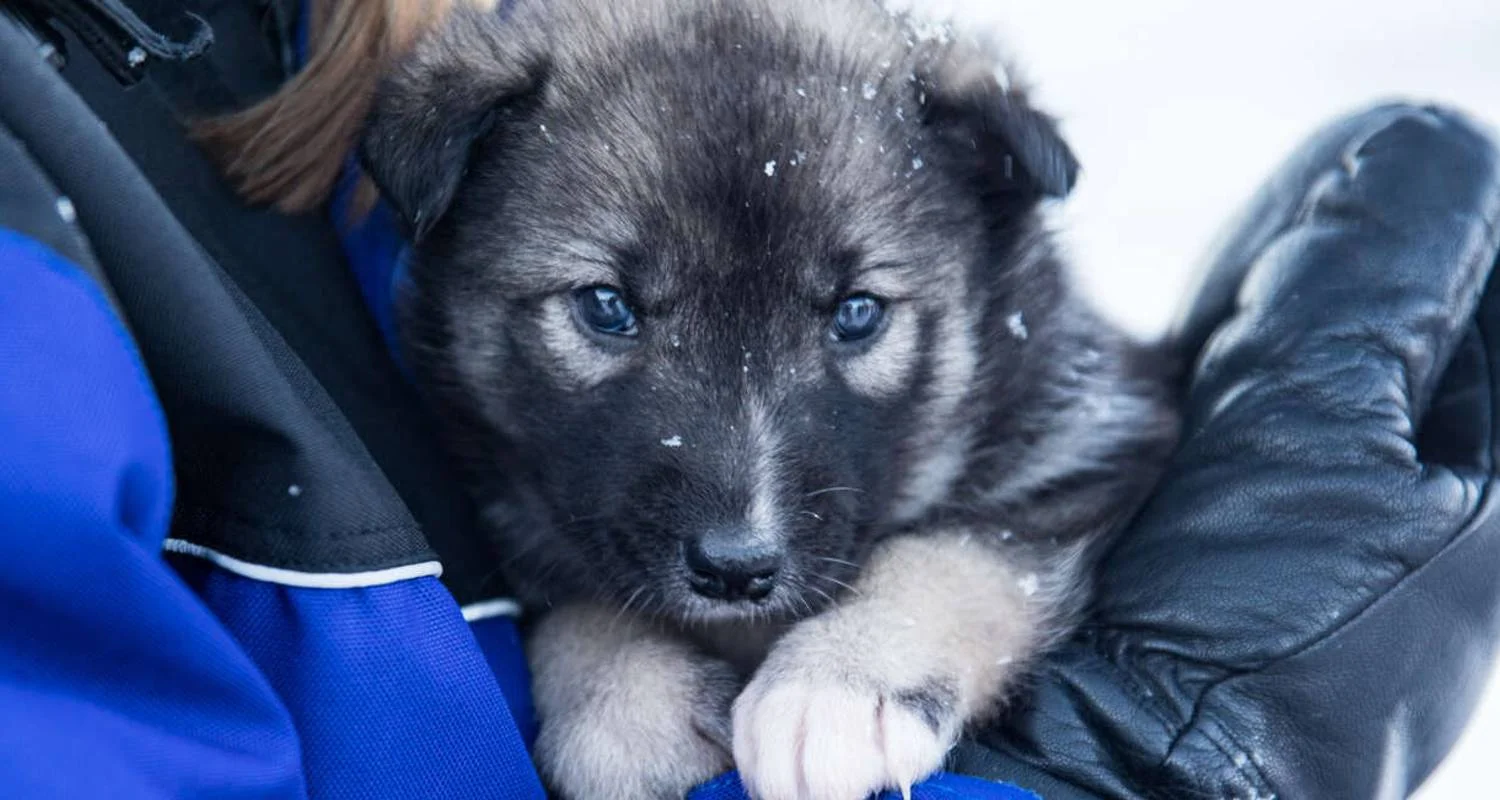 Explore Finnish Lapland Winter Adventure for 6 days with Explore! and discover unforgettable experiences - Photo 2