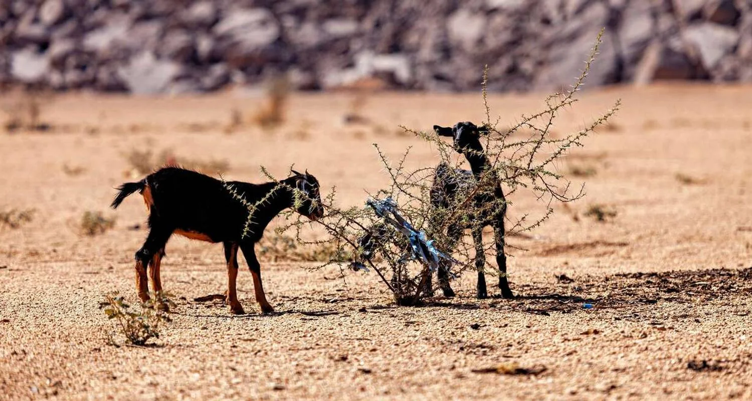 Explore Ancient Algeria and the Sahara Desert for 16 days with Explore! and discover unforgettable experiences - Photo 3