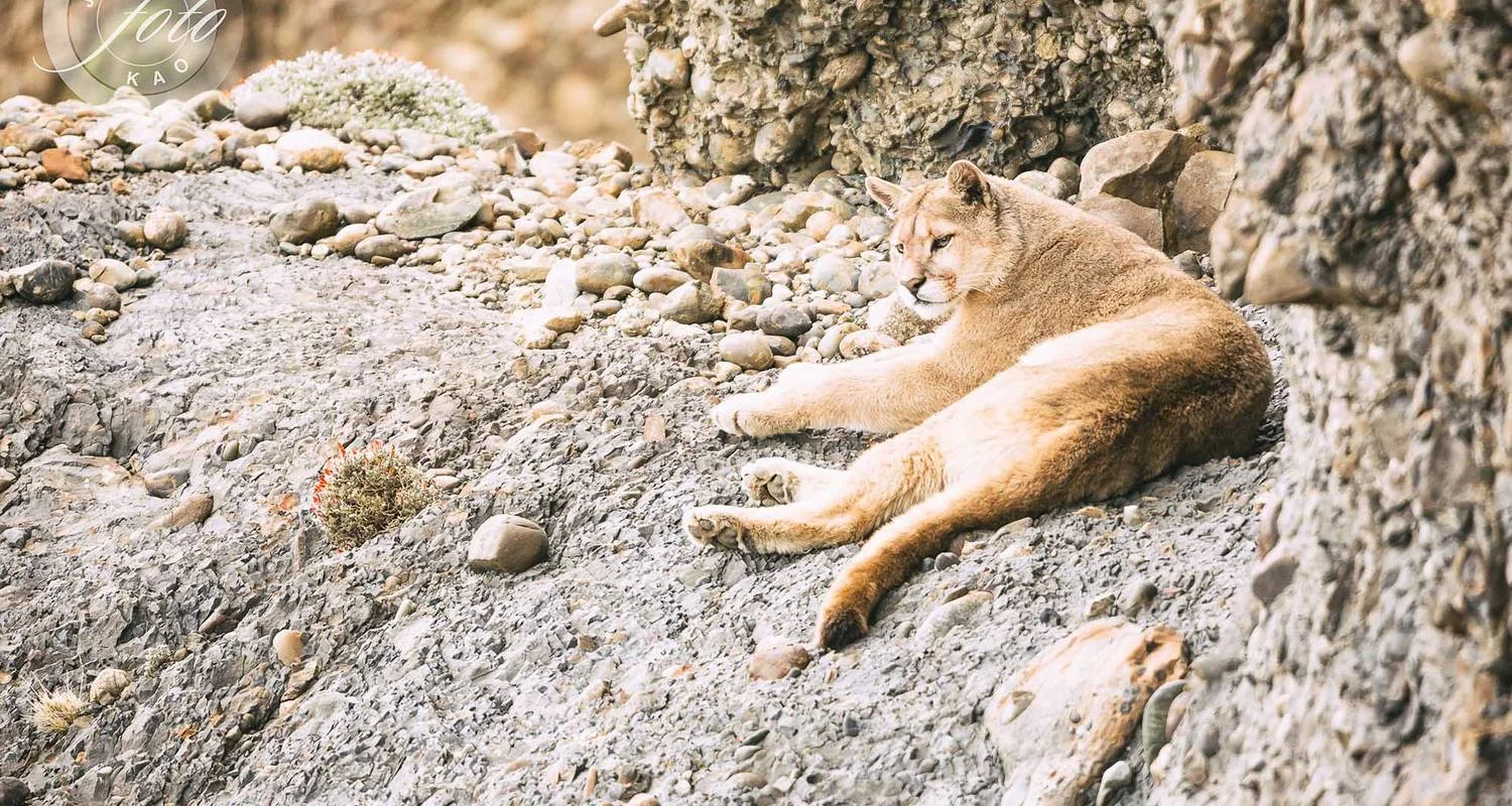Explore Puma Tracking in Patagonia: 1-Day Wildlife Adventure in Torres del Paine for 1 days with FlashpackerConnect and discover unforgettable experiences - Photo 2