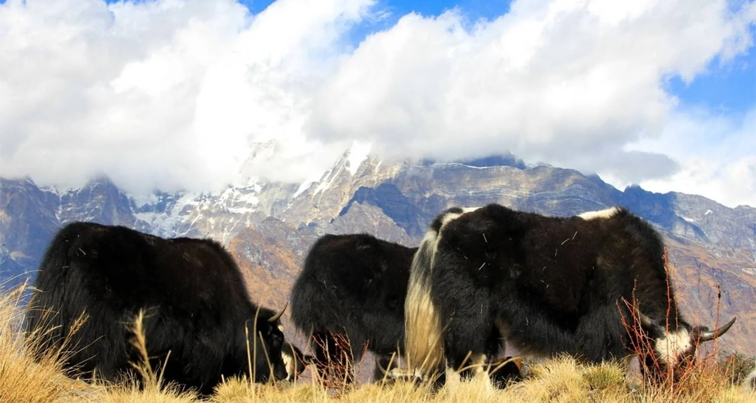 Explore 3 Day Mardi Himal Trek for 3 days with Frolic Adventure Pvt. Ltd. and discover unforgettable experiences - Photo 2