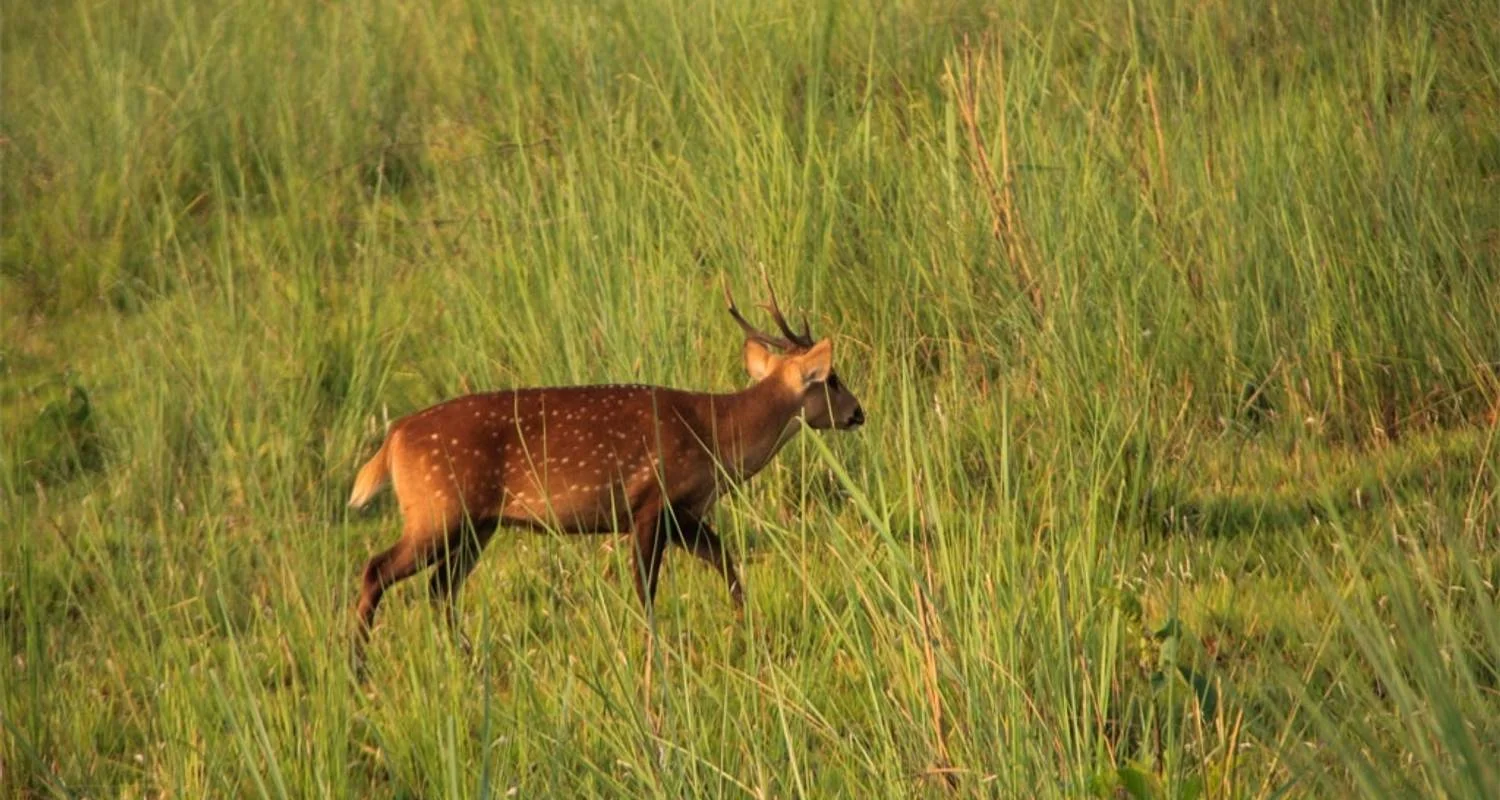 Explore Jungle Safari Tour in Nepal - 2 Nights 3 Days for 3 days with Frolic Adventure Pvt. Ltd. and discover unforgettable experiences - Photo 2