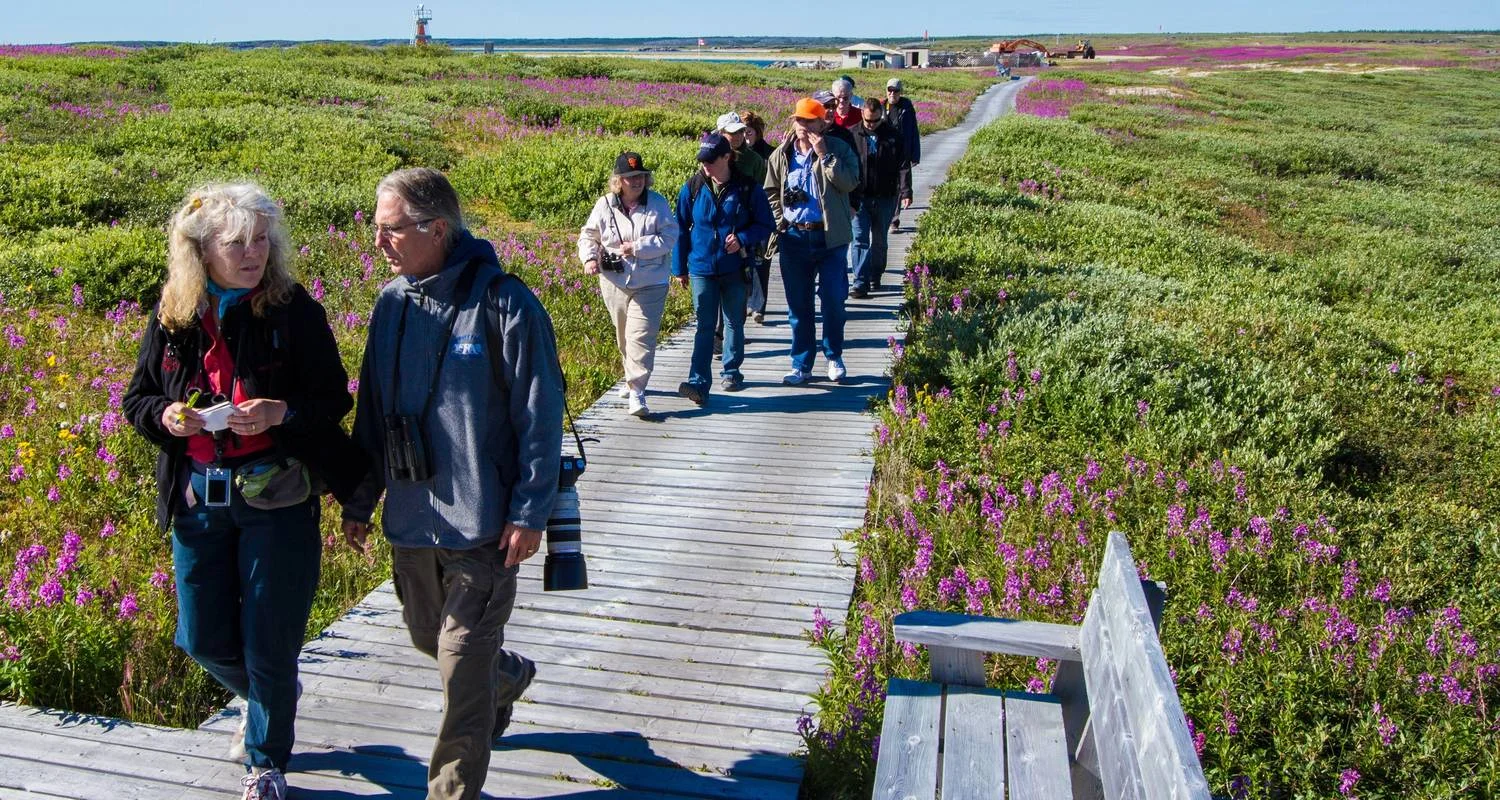 Explore Beluga Whales in Churchill Manitoba for 6 days with Frontiers North Adventures and discover unforgettable experiences - Photo 2