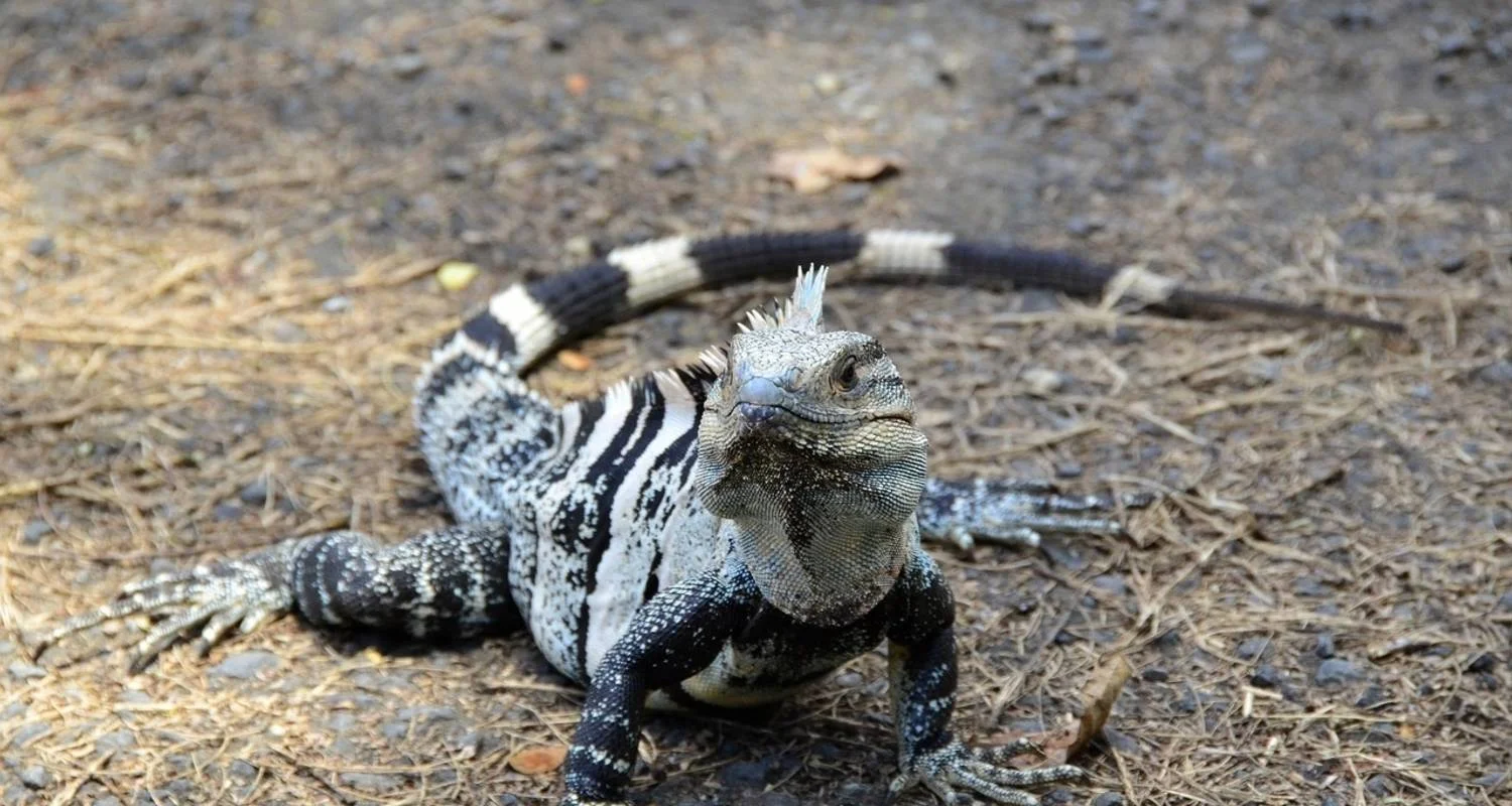 Explore Iguassu Falls Independent Adventure for 4 days with G Adventures and discover unforgettable experiences - Photo 2