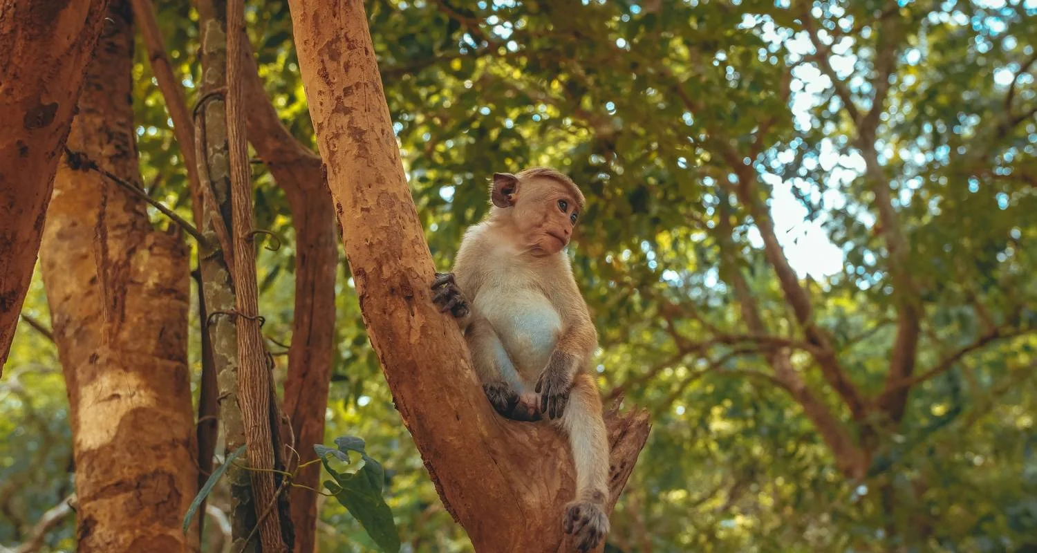 Explore Sri Lanka: Spice Gardens & Seasides for 12 days with G Adventures and discover unforgettable experiences - Photo 2