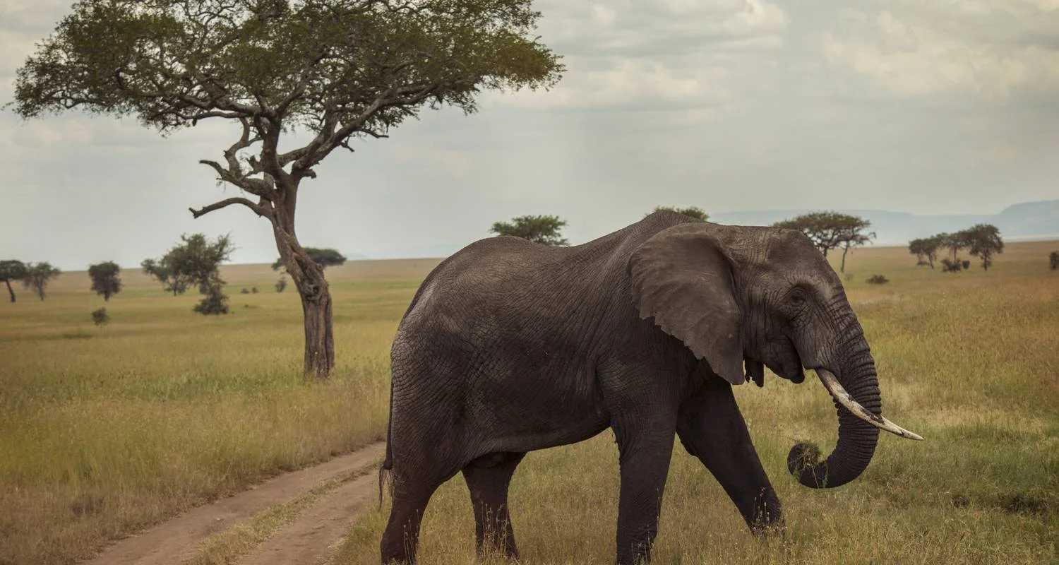 Explore Tanzania Camping Adventure for 6 days with G Adventures and discover unforgettable experiences - Photo 2