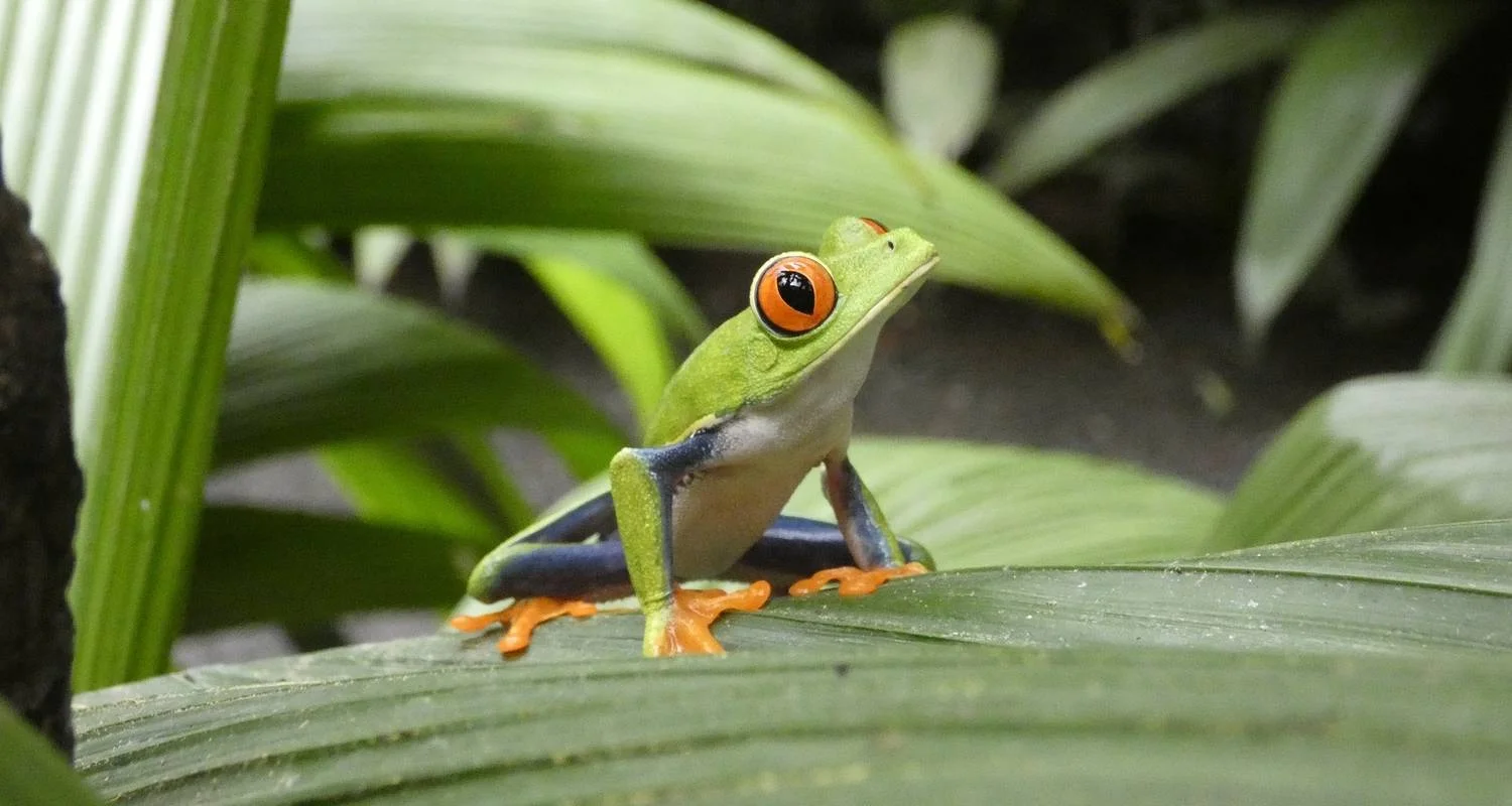 Explore Wellness Costa Rica for 8 days with G Adventures and discover unforgettable experiences - Photo 2