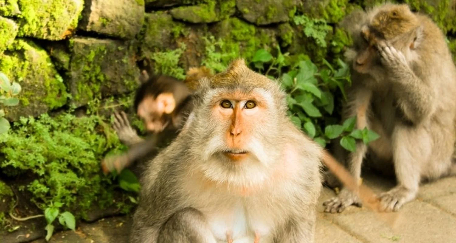 Explore Bangkok to Bali Adventure: Street Eats & Beaches for 34 days with G Adventures and discover unforgettable experiences - Photo 2