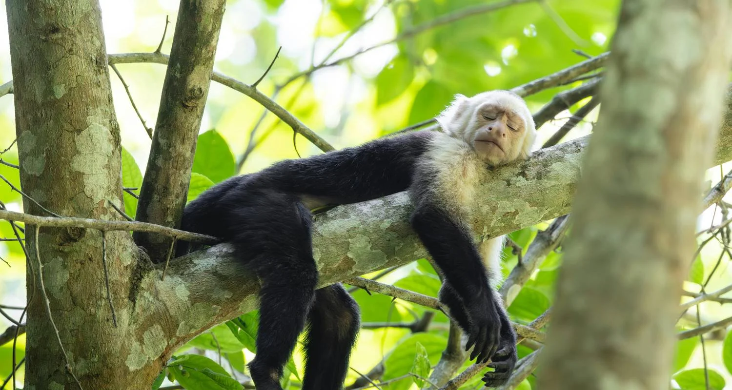 Explore Best of Costa Rica 9 Days Tour for 9 days with GUIDEcuador Travel and discover unforgettable experiences - Photo 2