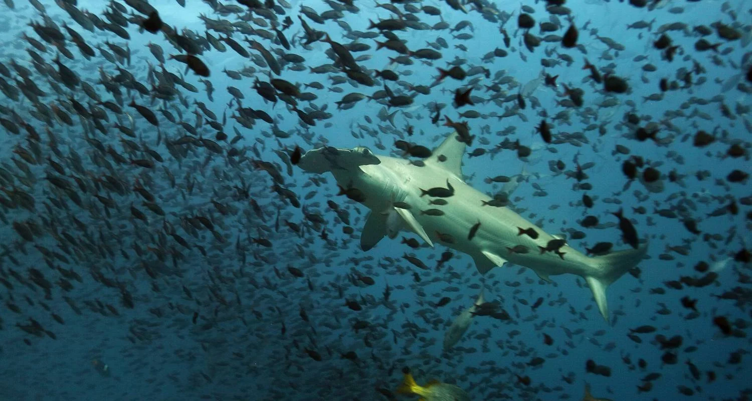 Explore Galapagos Express 6 Days Tour for 6 days with GUIDEcuador Travel and discover unforgettable experiences - Photo 2