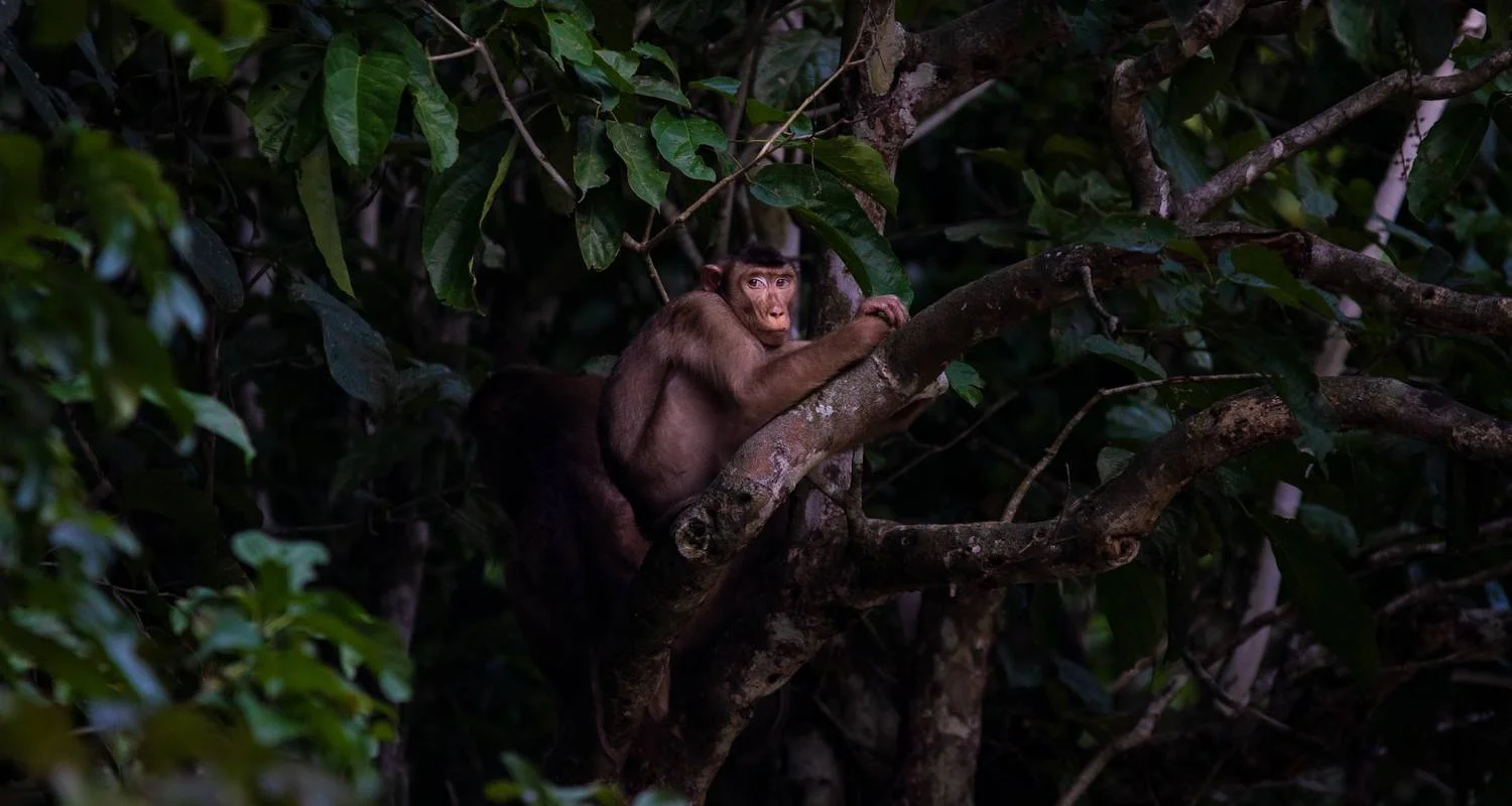 Explore Borneo – East Sabah Adventure for 8 days with G Adventures and discover unforgettable experiences - Photo 2