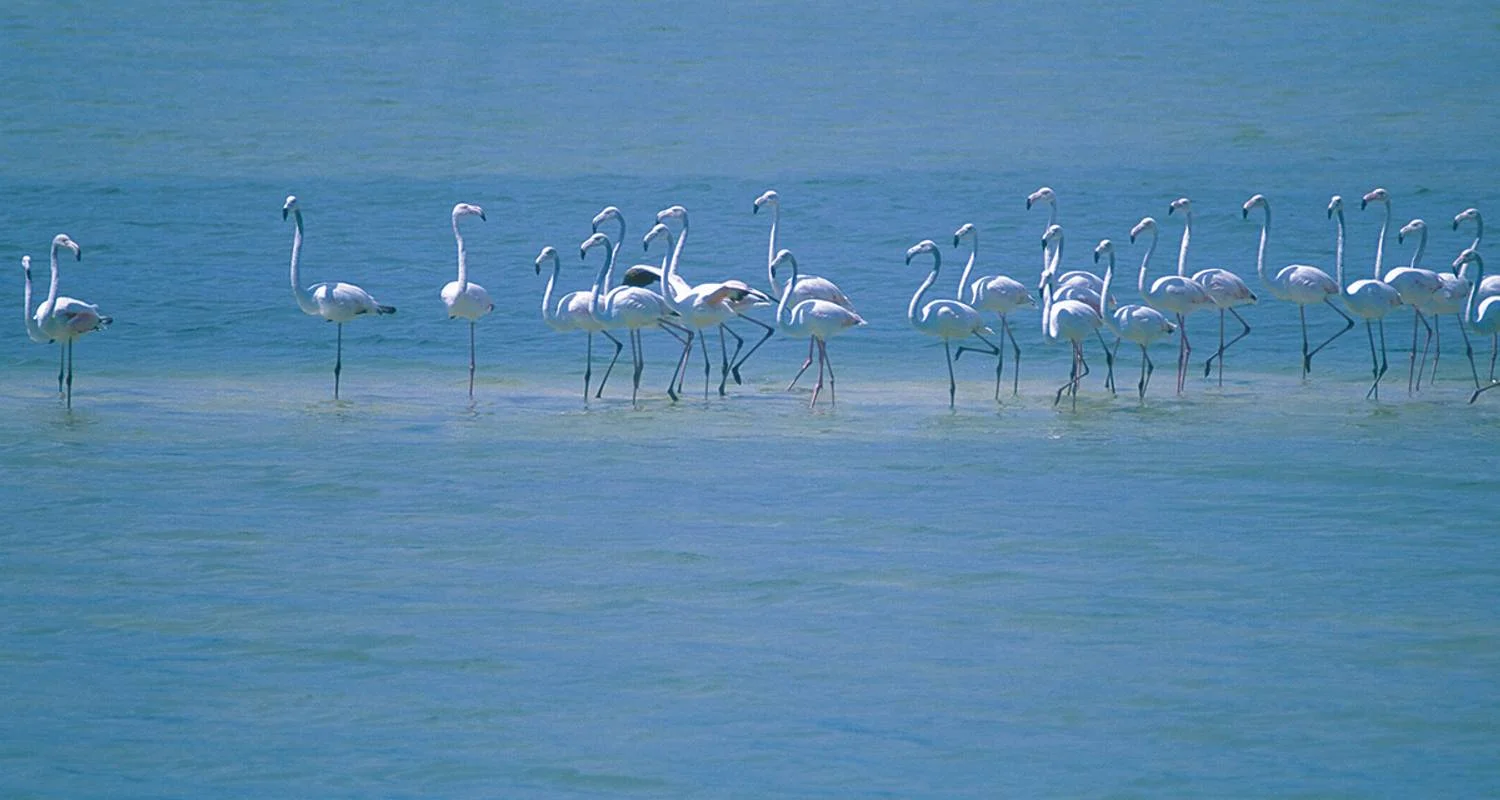 Explore Kenya and Tanzania - savannah dreams in an animal paradise for 13 days with Gebeco and discover unforgettable experiences - Photo 2