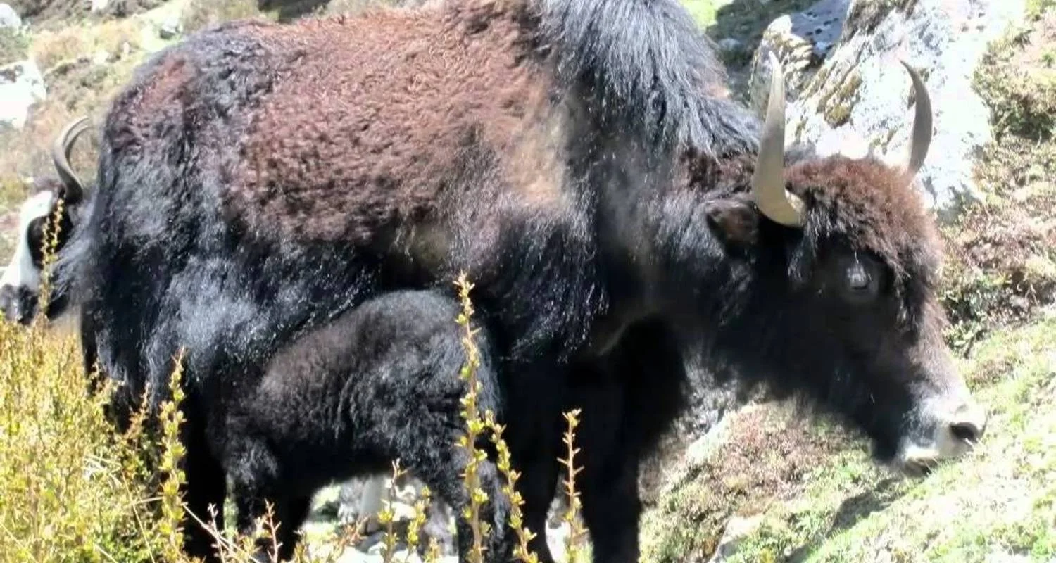 Explore Langtang Helambu Trek for 9 days with Getaway Nepal Adventure Pvt. Ltd and discover unforgettable experiences - Photo 2