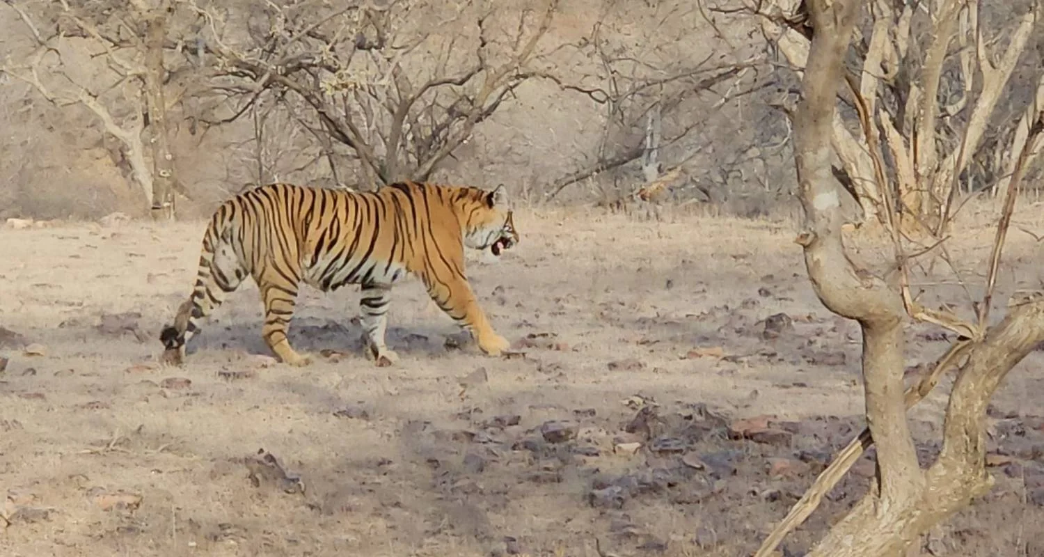 Explore Golden Triangle with Tiger / 7 Nights / 4 Star Hotel with Breakfast / Private Transfer for 8 days with Go My Journey and discover unforgettable experiences - Photo 2