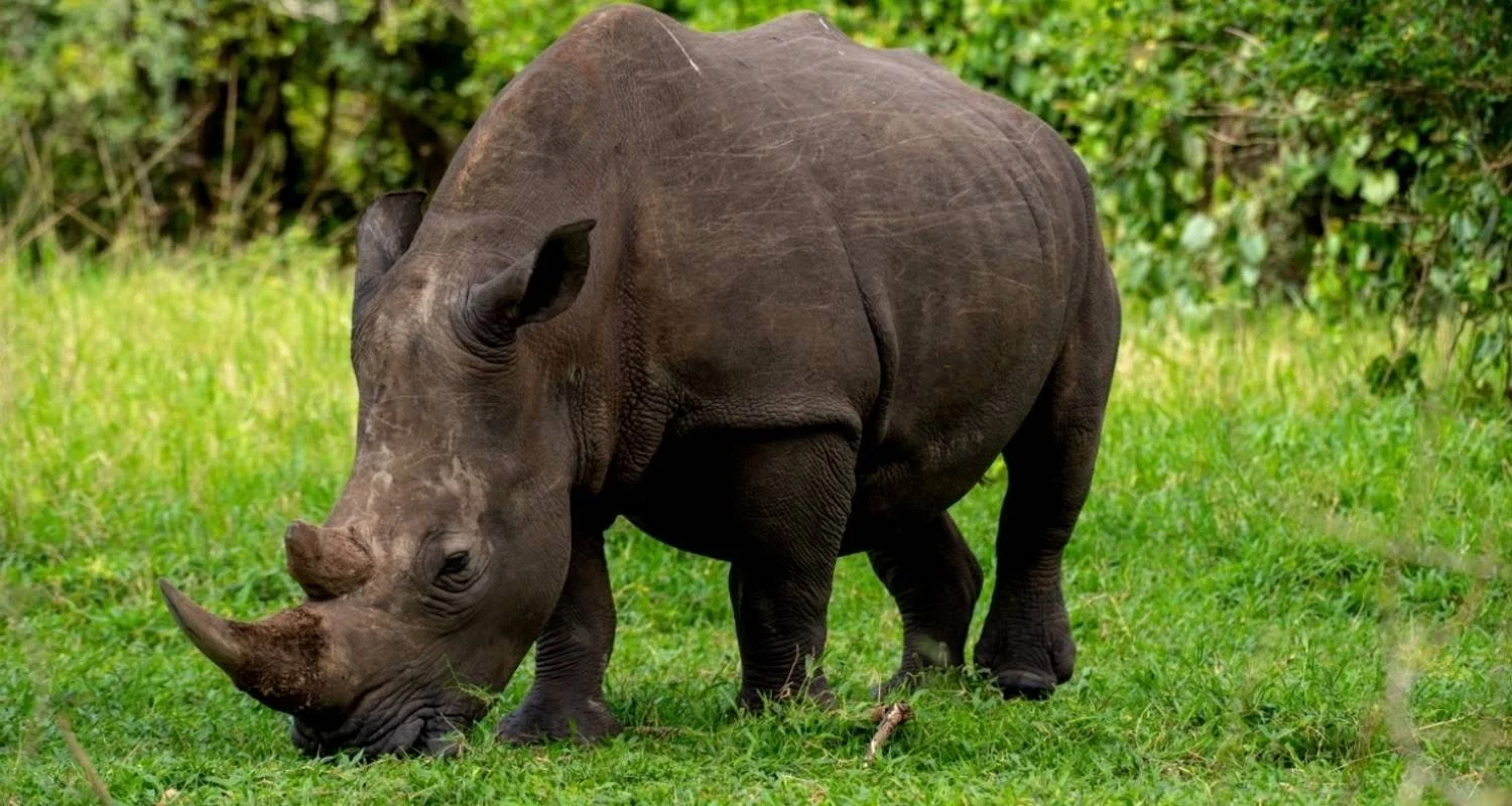 Explore 13 Days The Hidden Secrets Of Uganda And Rwanda for 13 days with GoExplore Safaris and discover unforgettable experiences - Photo 2