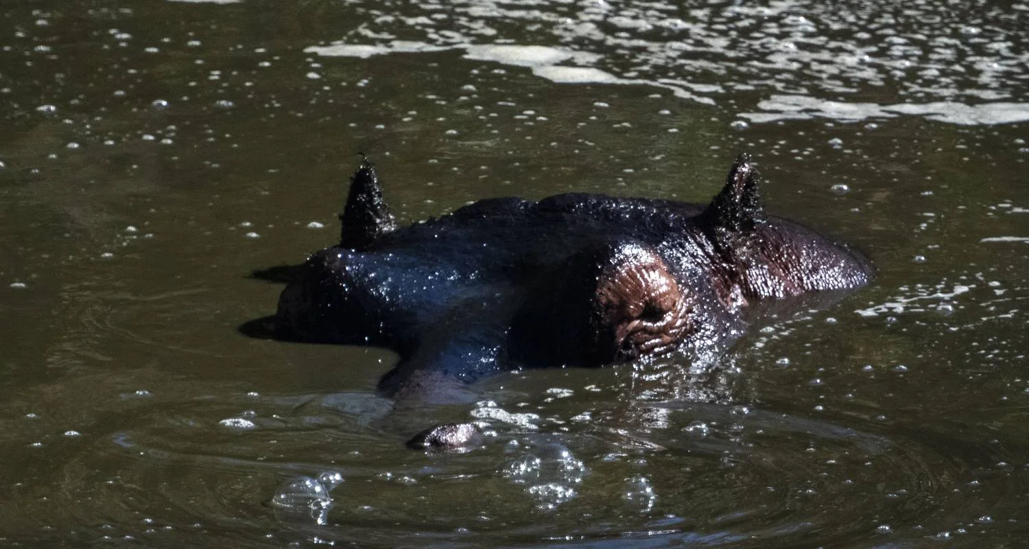 Explore 11 Days Gorillas & The Great Migration and Big Five for 11 days with GoExplore Safaris and discover unforgettable experiences - Photo 2