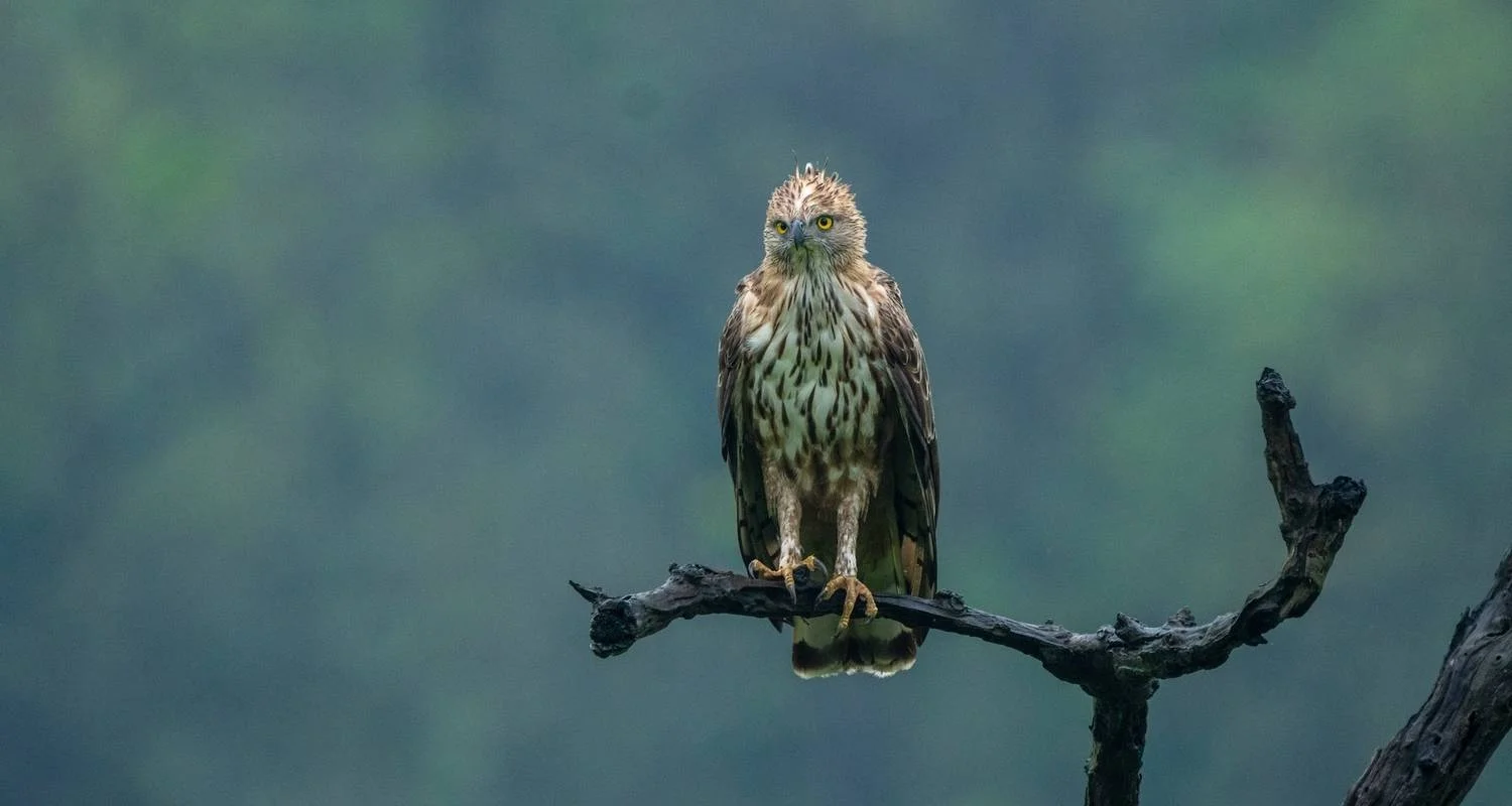 Explore Bandhavgarh Jungle Safari Tour Package for 3 days with GoBook India Tours and discover unforgettable experiences - Photo 2