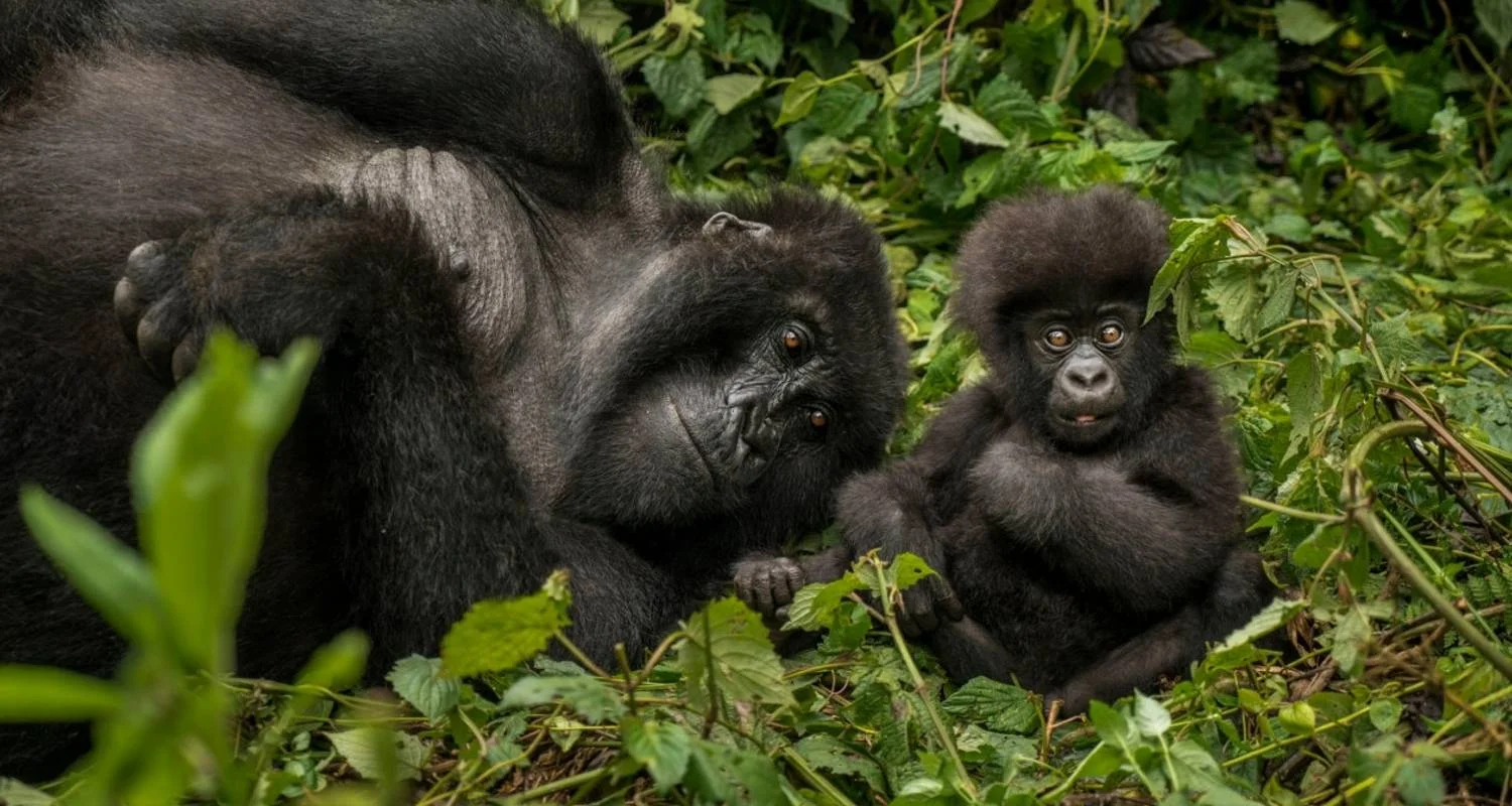 Explore 4-Day Gorilla Trekking & Golden Monkeys for 4 days with Golden Rwanda Safaris Ltd and discover unforgettable experiences - Photo 2