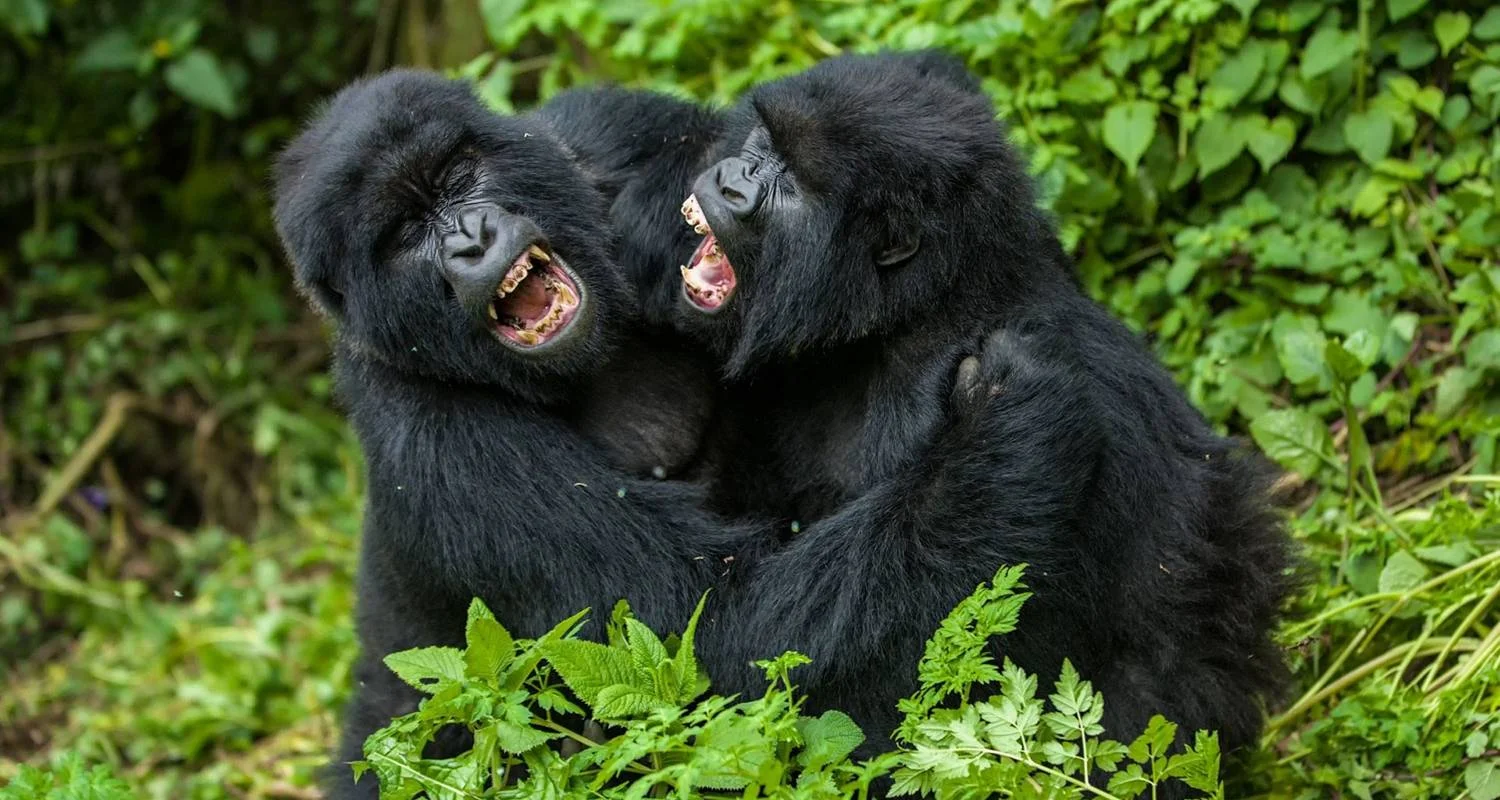 Explore 8-Day Rwanda’s Nyungwe, Lake Kivu & Gorillas for 8 days with Golden Rwanda Safaris Ltd and discover unforgettable experiences - Photo 2