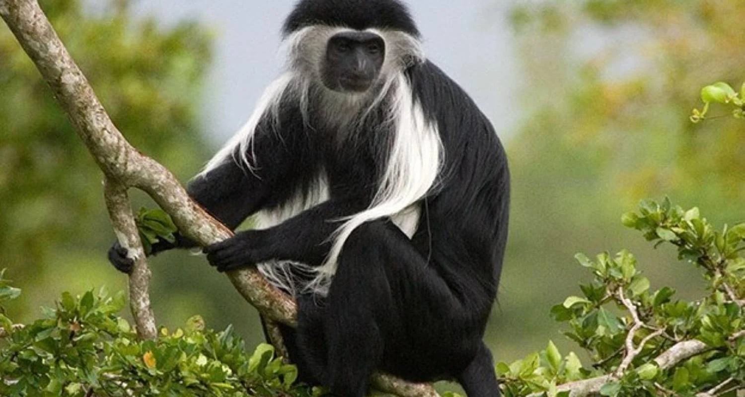 Explore 5-Day / 4 Nights Remarkable Rwanda Tour for 5 days with Golden Rwanda Safaris Ltd and discover unforgettable experiences - Photo 2