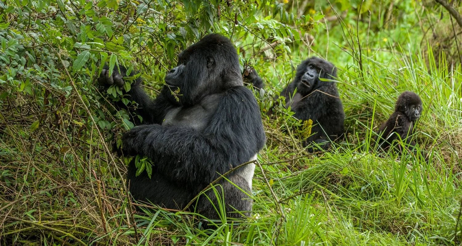 Explore 5-Day /4 Nights  Rwanda Gorilla & Lake Kivu Tour for 5 days with Golden Rwanda Safaris Ltd and discover unforgettable experiences - Photo 2