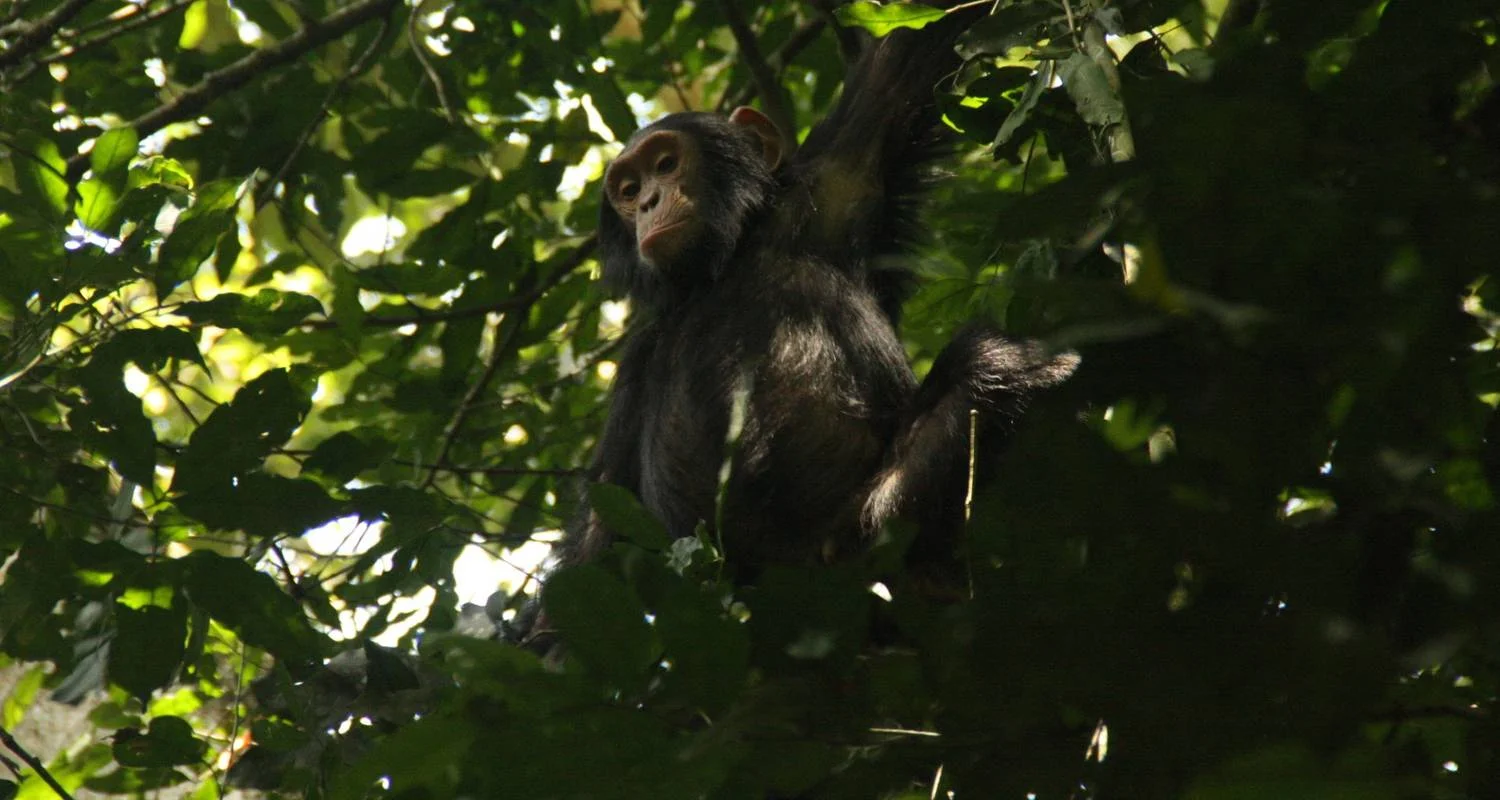 Explore 6-Day Gorilla And Chimp Trekking In Rwanda for 6 days with Golden Rwanda Safaris Ltd and discover unforgettable experiences - Photo 2