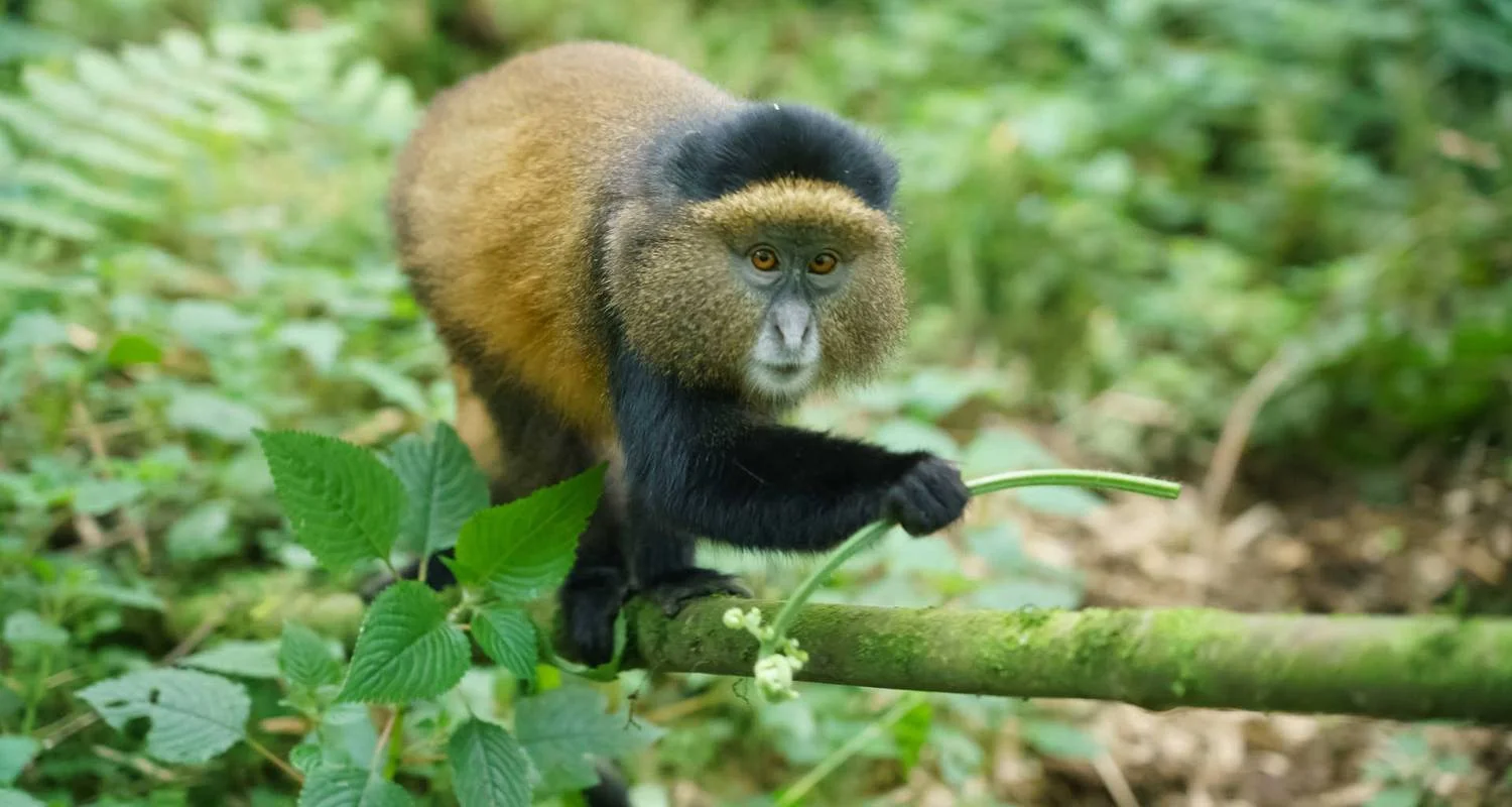 Explore 3-Day Rwanda Gorilla and Golden Monkeys for 3 days with Golden Rwanda Safaris Ltd and discover unforgettable experiences - Photo 2