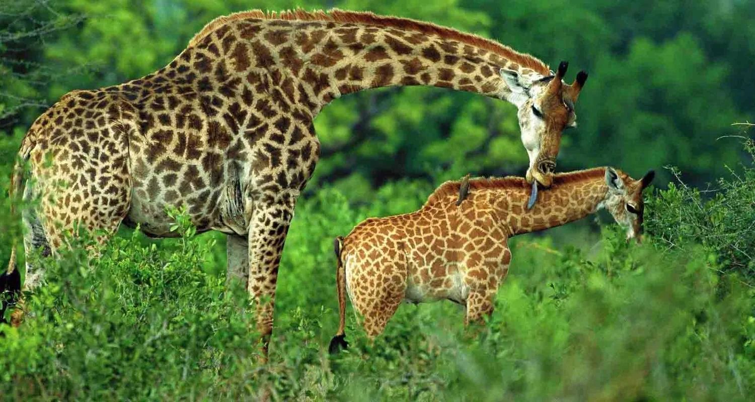 Explore 12-Day Rwanda Safari & Beyond (Volcano National Park, Nyungwe Forest National Park, Akagera National Park) for 12 days with Golden Rwanda Safaris Ltd and discover unforgettable experiences - Photo 2