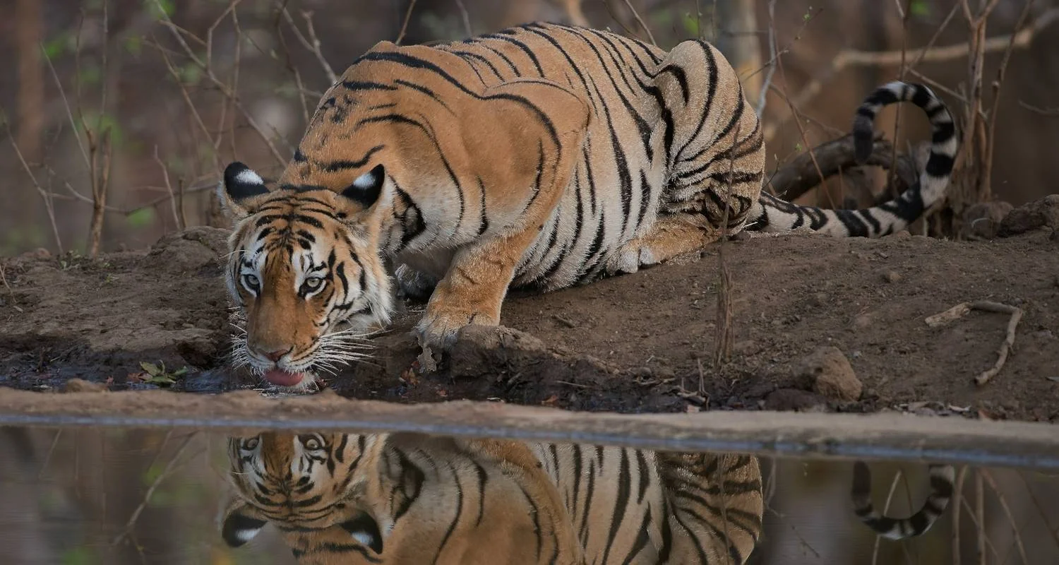 Explore Jim Corbett National Park Tiger Safari Tour from Delhi for 3 days with Golden Triangle Tours Of India and discover unforgettable experiences - Photo 2