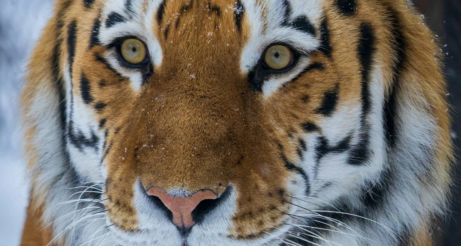 Explore Adventures Ranthambore Wildlife Safari Tour from Delhi with Safari Rides for 3 days with Golden Triangle Tours Of India and discover unforgettable experiences - Photo 10