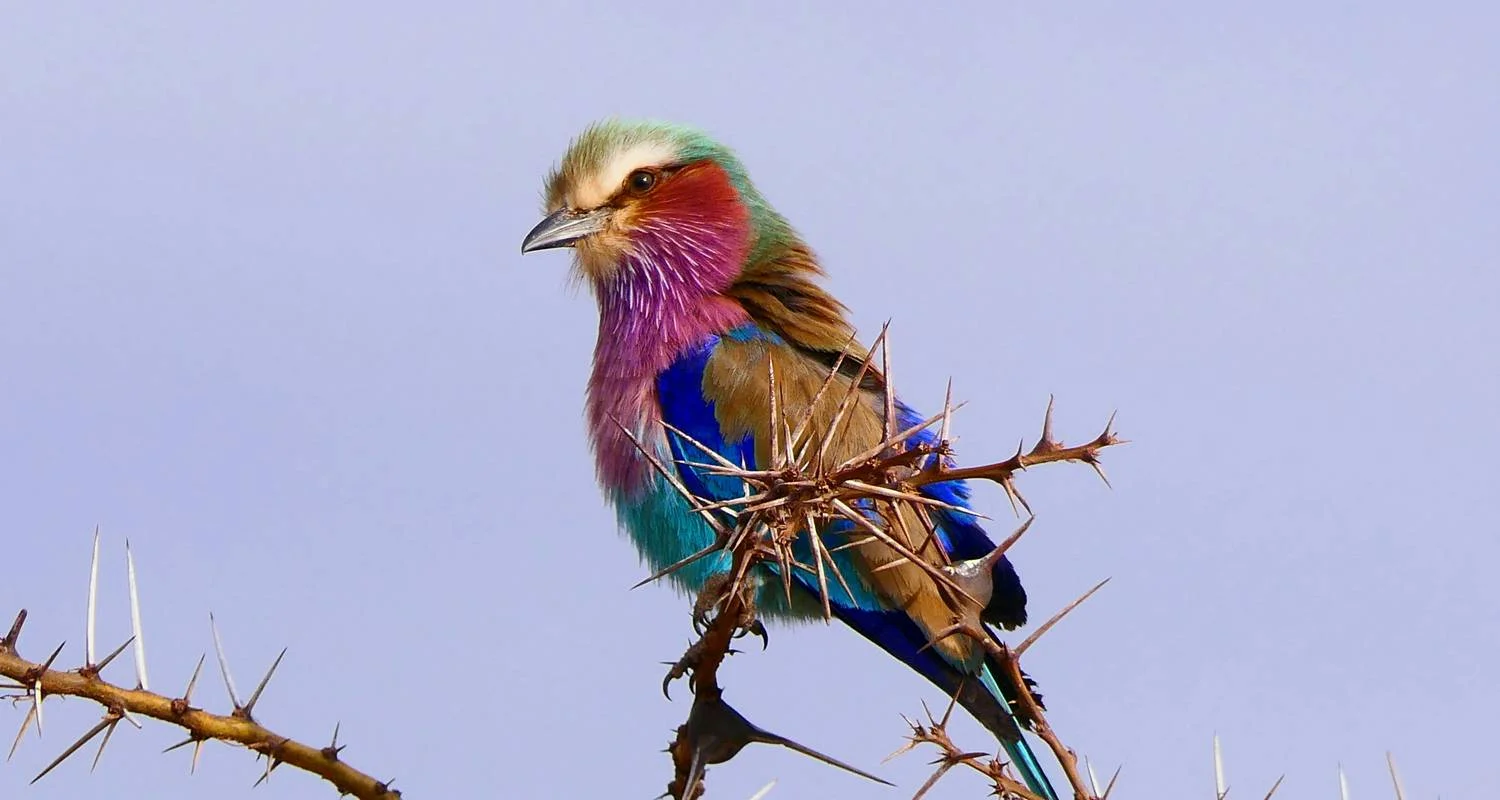 Explore 14 Days Bird Watching for 14 days with Golden world explore and discover unforgettable experiences - Photo 2