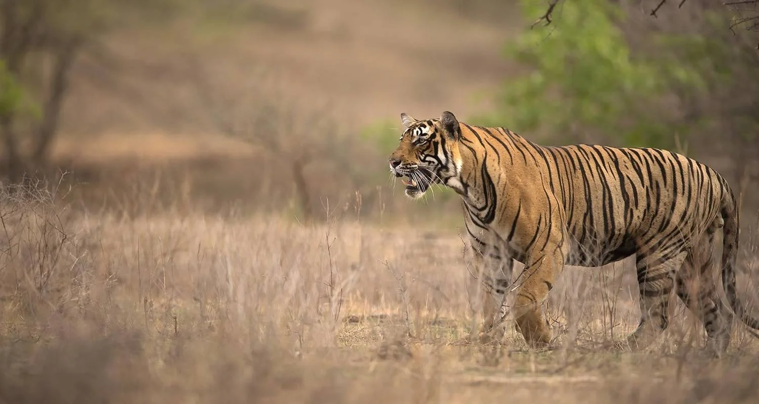 Explore Experience of North India for 25 days with Golden Triangle India Tours and discover unforgettable experiences - Photo 2