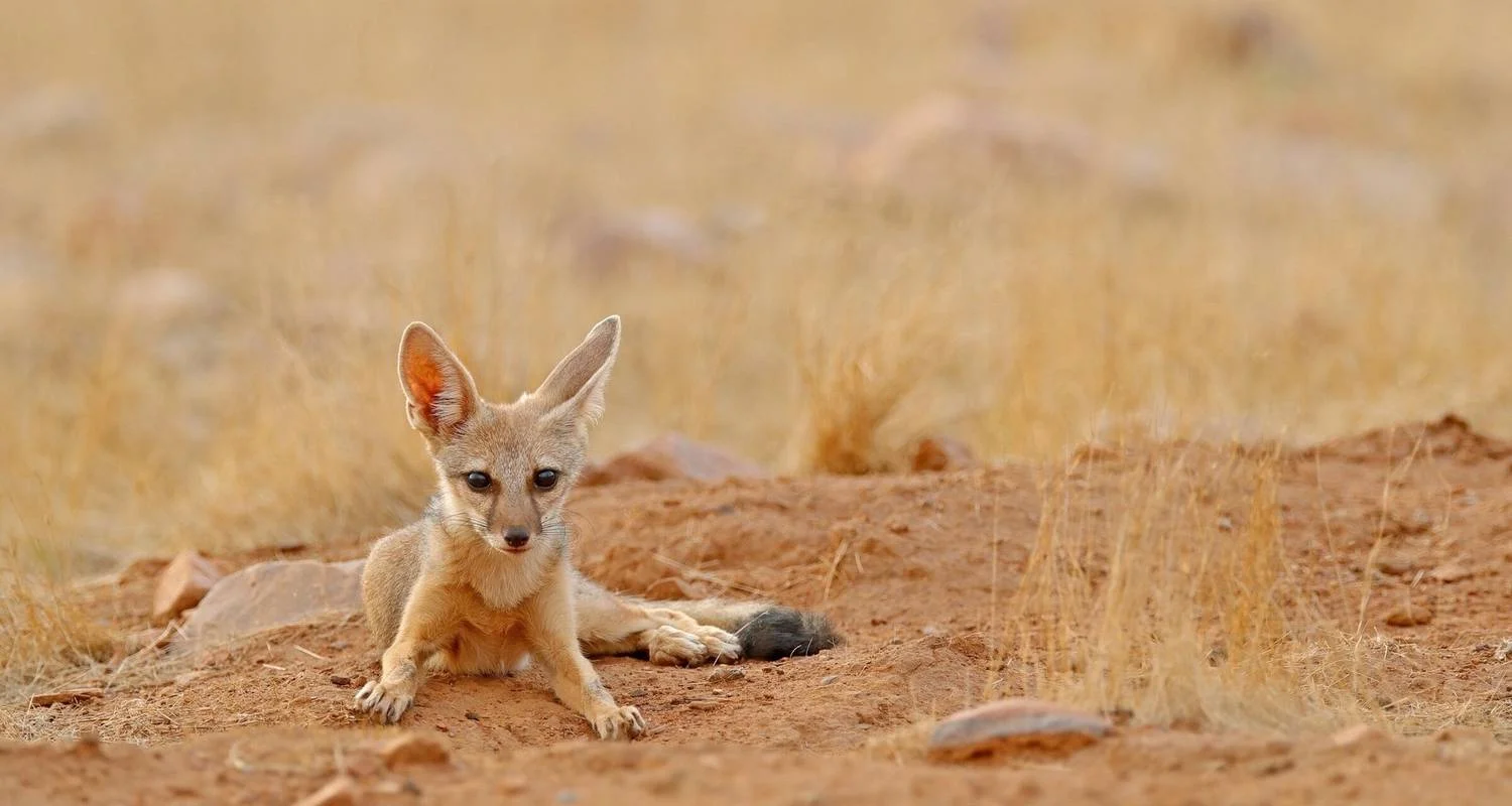 Explore North India Tour with Goa for 12 days with Golden Triangle India Tours and discover unforgettable experiences - Photo 2