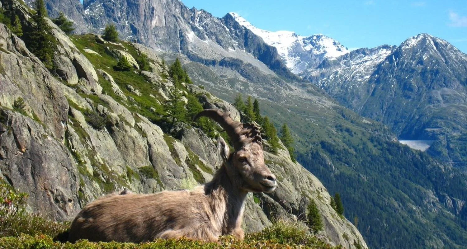 Explore Tour du Mont Blanc 12 Days Self-Guided for 12 days with Grand Angle  and discover unforgettable experiences - Photo 2