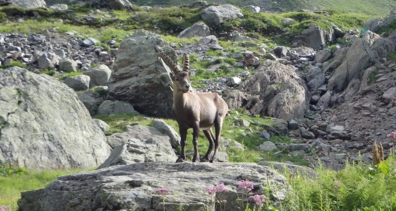 Explore Tour du Mont Blanc 8 Days Self-Guided for 8 days with Grand Angle  and discover unforgettable experiences - Photo 2