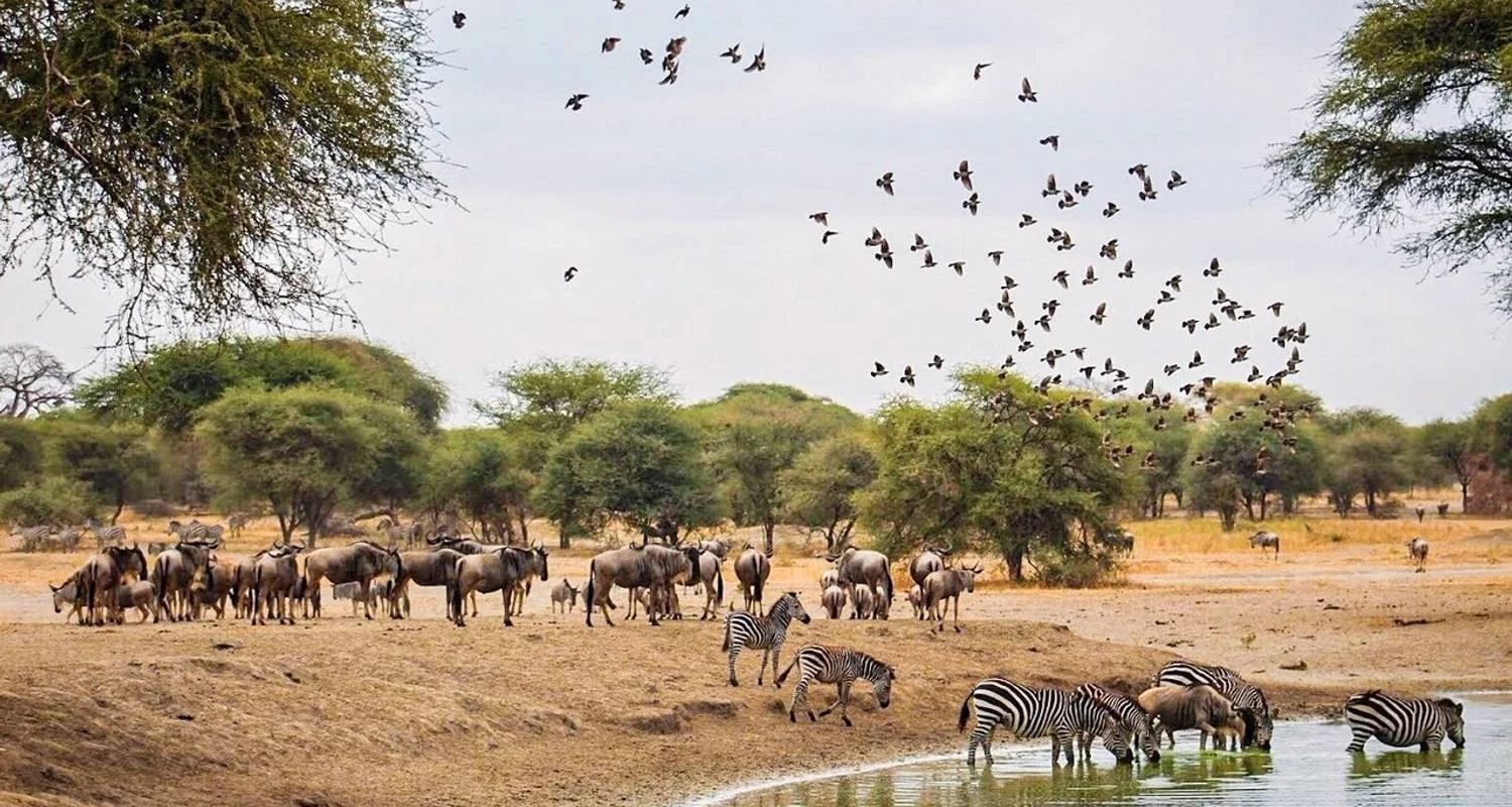 Explore 1 Day Tarangire National Park for 1 days with Gracepatt Ecotours Kenya and discover unforgettable experiences - Photo 2
