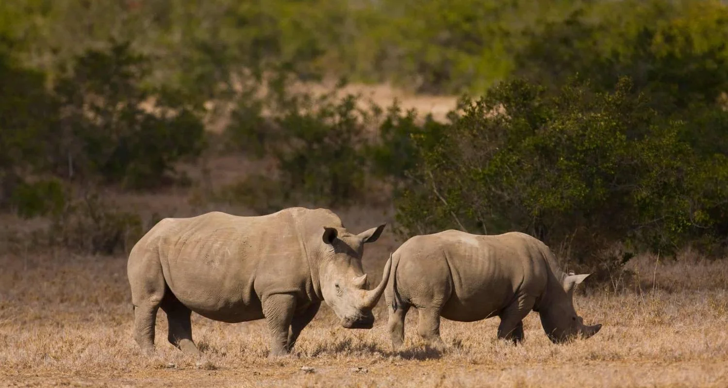 Explore 7days Off The Beaten Path – Mid-Range on 4x4 Land Cruiser Jeep for 7 days with Gracepatt Ecotours Kenya and discover unforgettable experiences - Photo 2