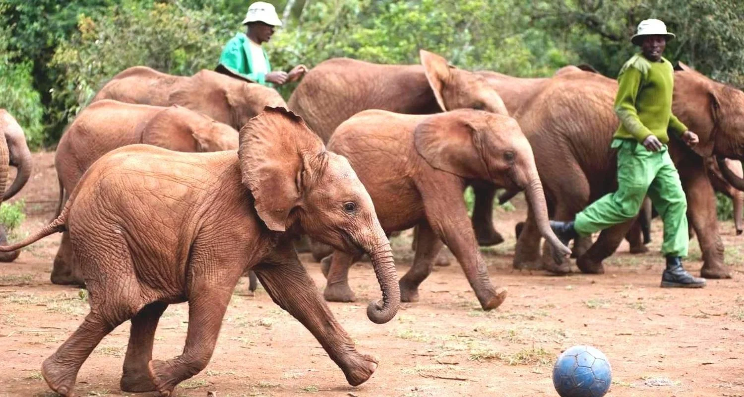 Explore 5 Days Nairobi Day tour &Amboseli National Park Safari for 5 days with Gracepatt Ecotours Kenya and discover unforgettable experiences - Photo 2