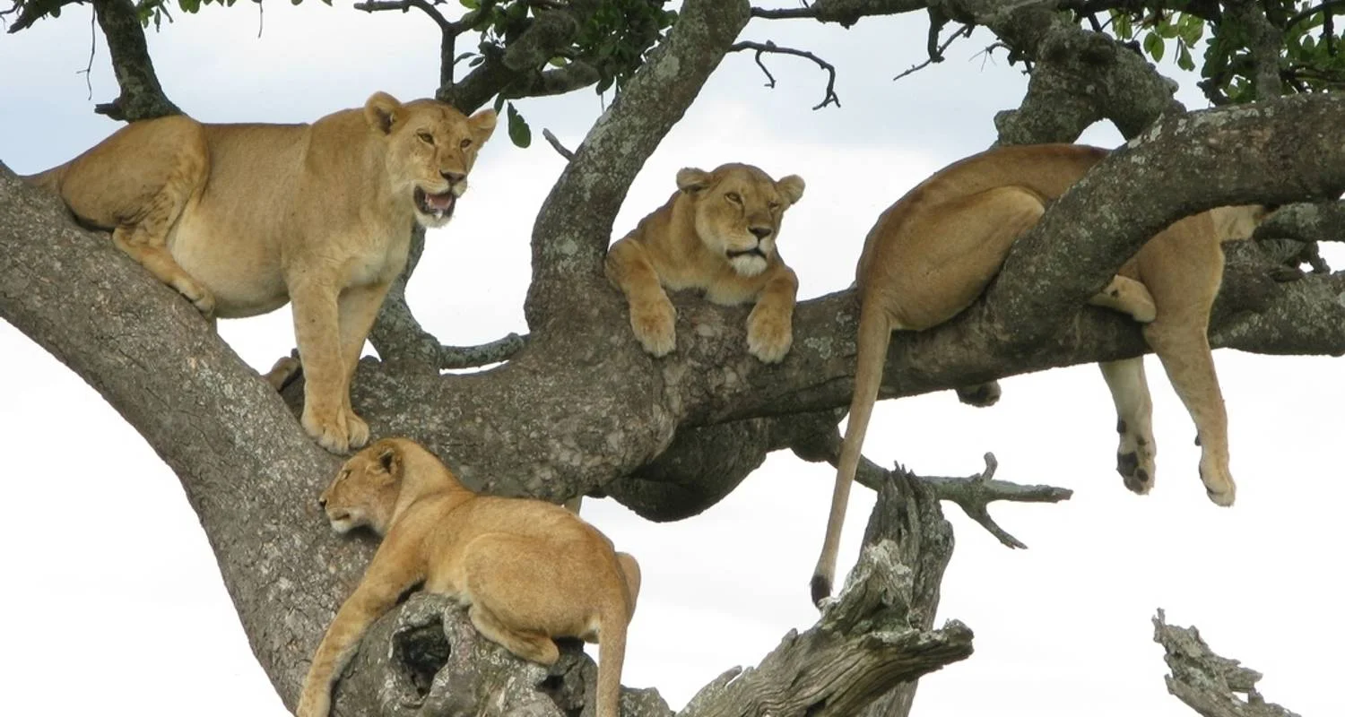 Explore 5Days Tanzania {L.Manyara, Serengeti, Ngorongoro &Karatu} Classic Safari for 5 days with Gracepatt Ecotours Kenya and discover unforgettable experiences - Photo 2