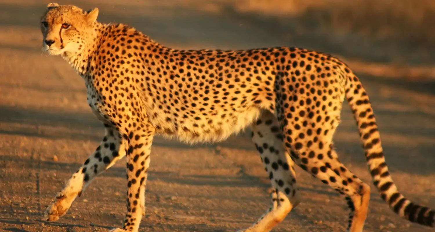 Explore 11 Days East African Classic Safari (Wildebeest Migration Feasible) for 11 days with Gracepatt Ecotours Kenya and discover unforgettable experiences - Photo 2