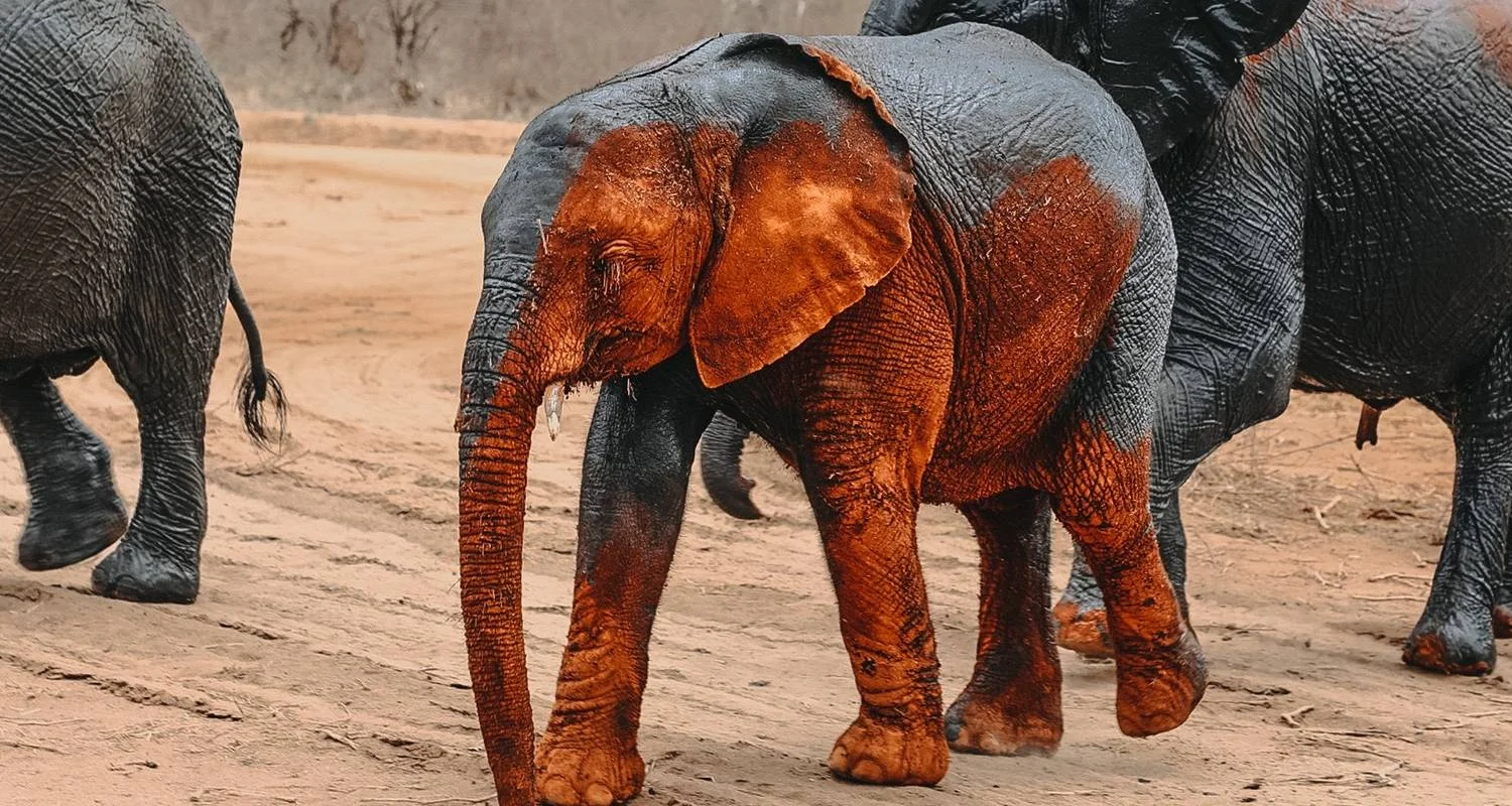 Explore 5 Days Aberdares, Ol Pejeta Conservancy & Samburu Wildlife Private Safari on a 4x4 Landcruiser Jeep for 5 days with Gracepatt Ecotours Kenya and discover unforgettable experiences - Photo 2