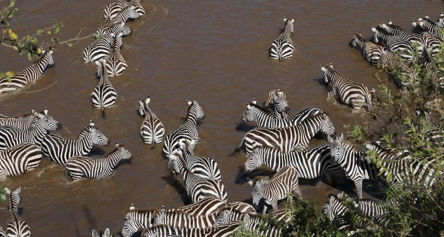 Explore Masai Mara: Wildebeest Great Migration 4-Day Safari- Mid-range Accommodation for 4 days with Gracepatt Ecotours Kenya and discover unforgettable experiences - Photo 2