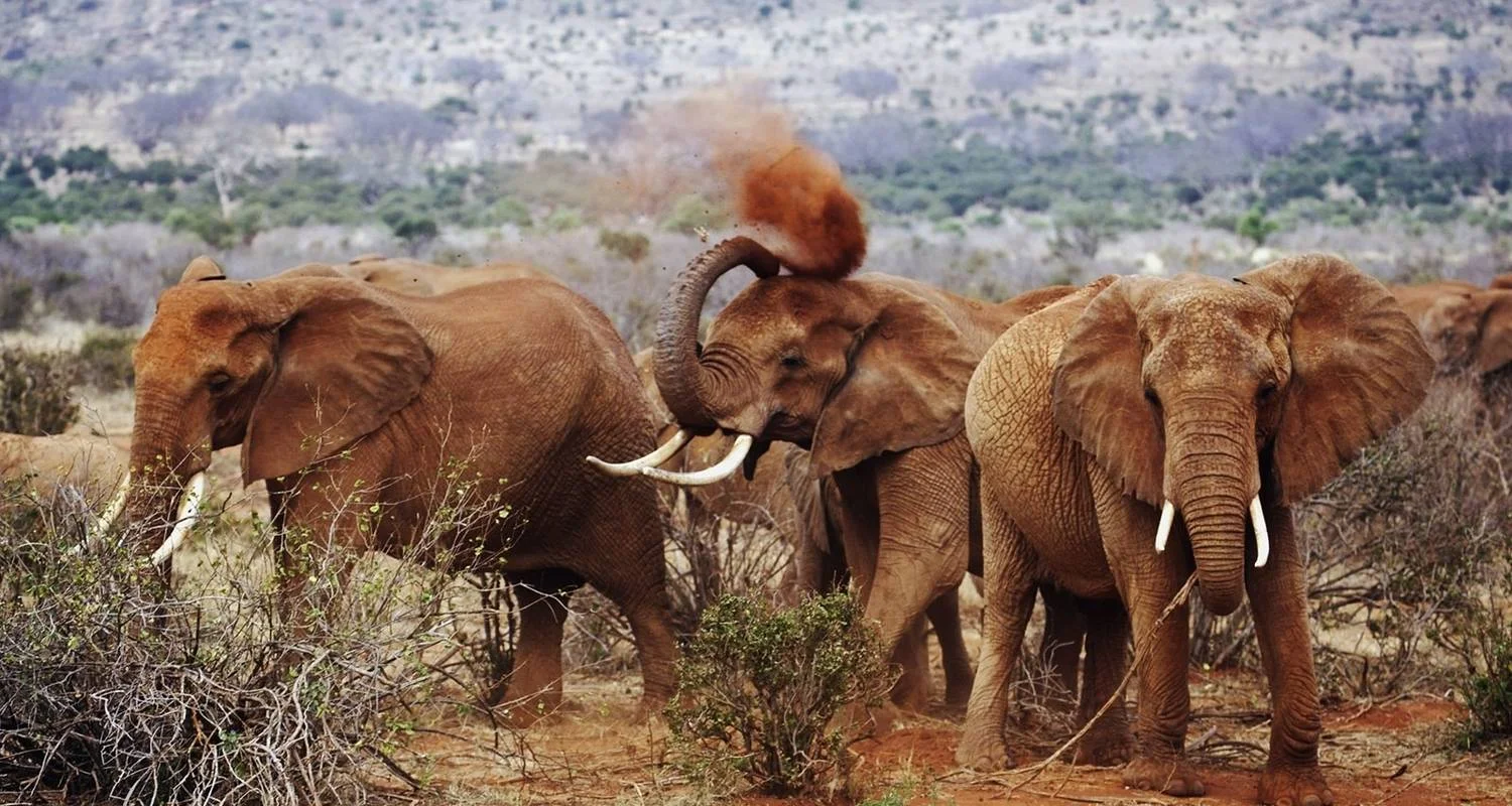 Explore 6 Day Luxury Lodge Safari: Amboseli, Tsavo West, Tsavo East, Mombasa for 6 days with Gracepatt Ecotours Kenya and discover unforgettable experiences - Photo 2
