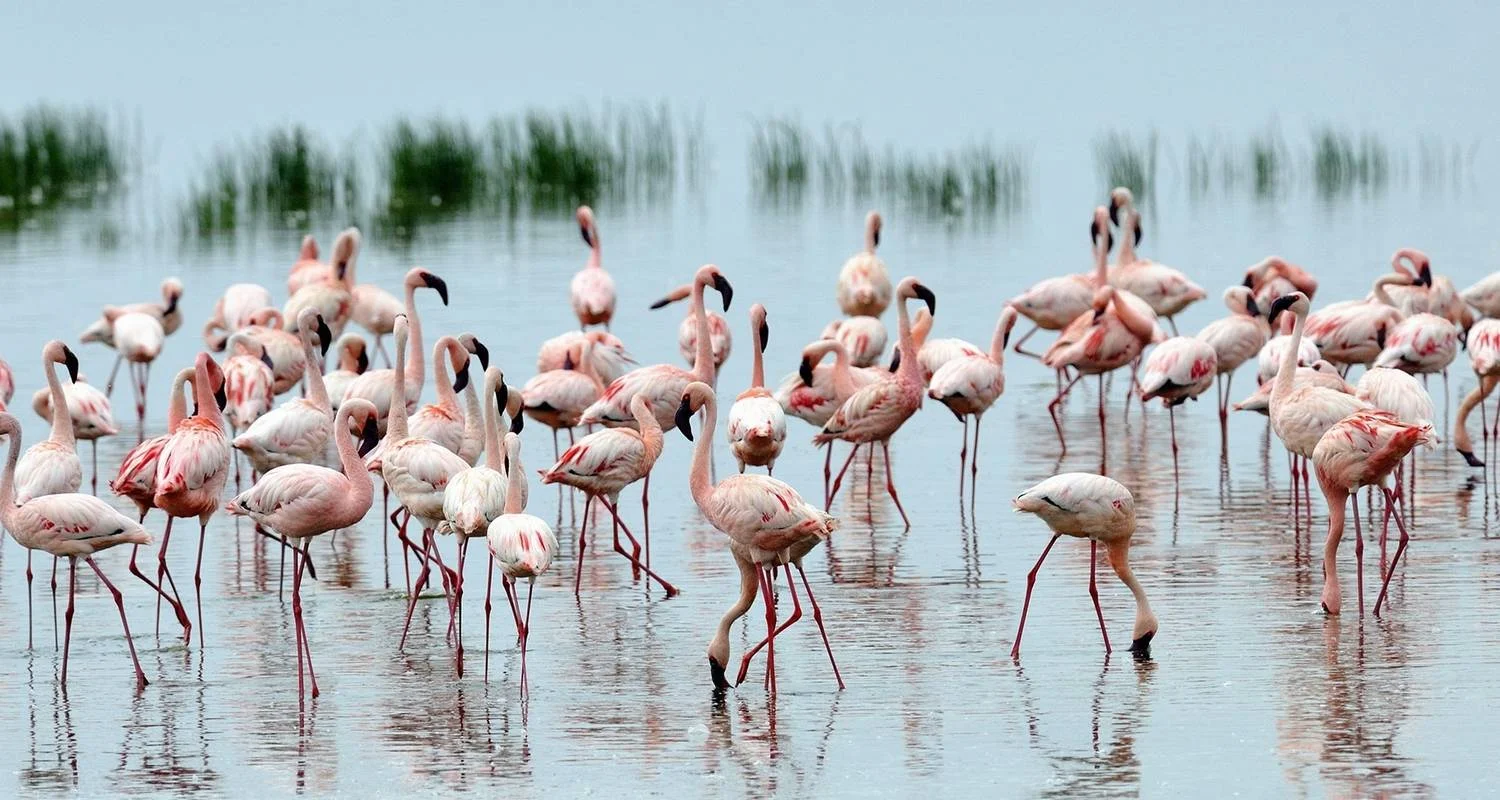 Explore 2 Day Lake Nakuru National Park Safari - Daily Departures for 2 days with Gracepatt Ecotours Kenya and discover unforgettable experiences - Photo 2