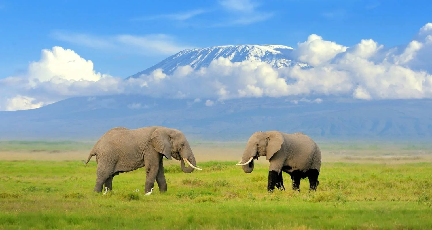 Explore 5-Day Tsavo East, Tsavo West & Amboseli Private Wildlife Luxury Safari for 5 days with Gracepatt Ecotours Kenya and discover unforgettable experiences - Photo 2