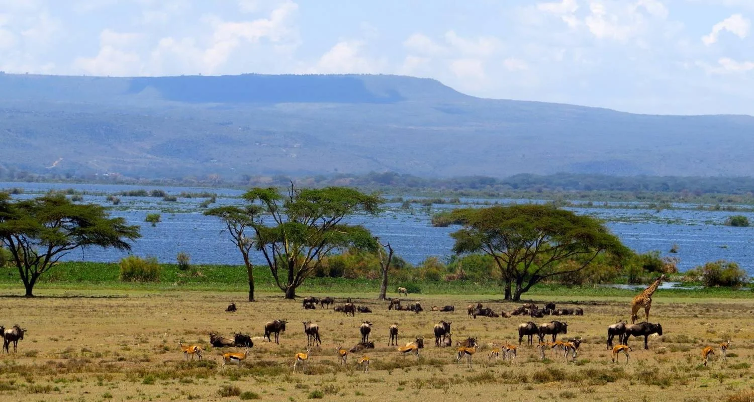 Explore 4-Day Lake Naivasha & Masai Mara Wildlife Luxury Safari for 4 days with Gracepatt Ecotours Kenya and discover unforgettable experiences - Photo 2