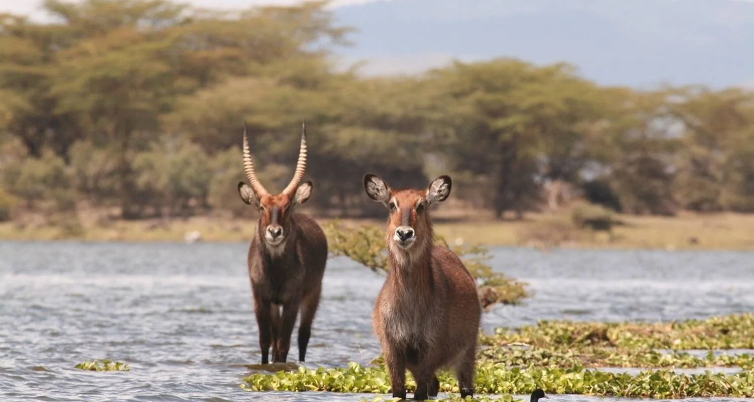 Explore 8 Days Tsavo East, Amboseli, Naivasha & Masai Mara Amazing Wildlife Safari From Mombasa or Nairobi for 8 days with Gracepatt Ecotours Kenya and discover unforgettable experiences - Photo 2