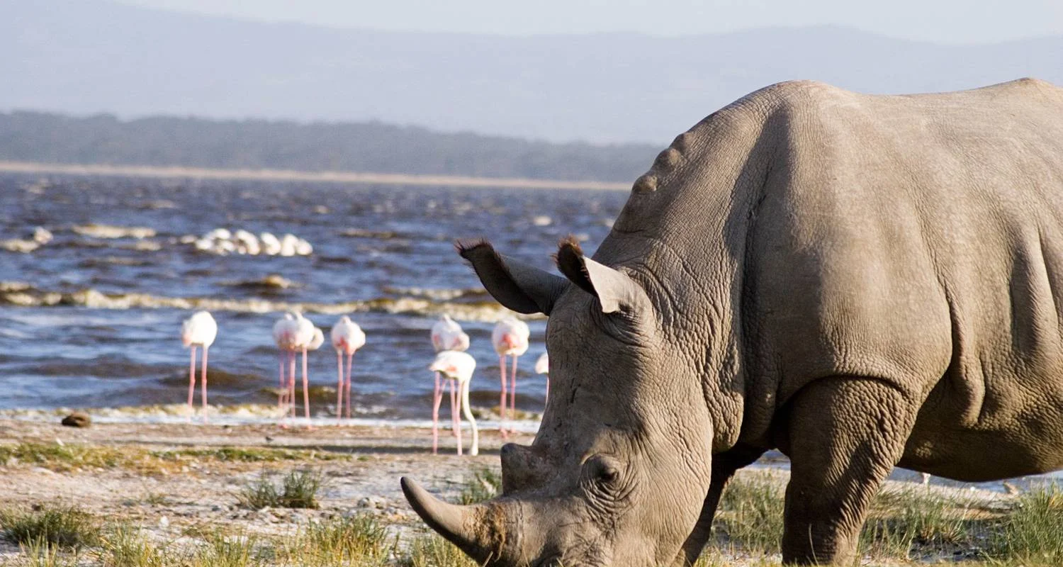 Explore 7-Days Masai Mara, Lake Nakuru, Lake Naivasha & Amboseli Budget Safari for 7 days with Gracepatt Ecotours Kenya and discover unforgettable experiences - Photo 2