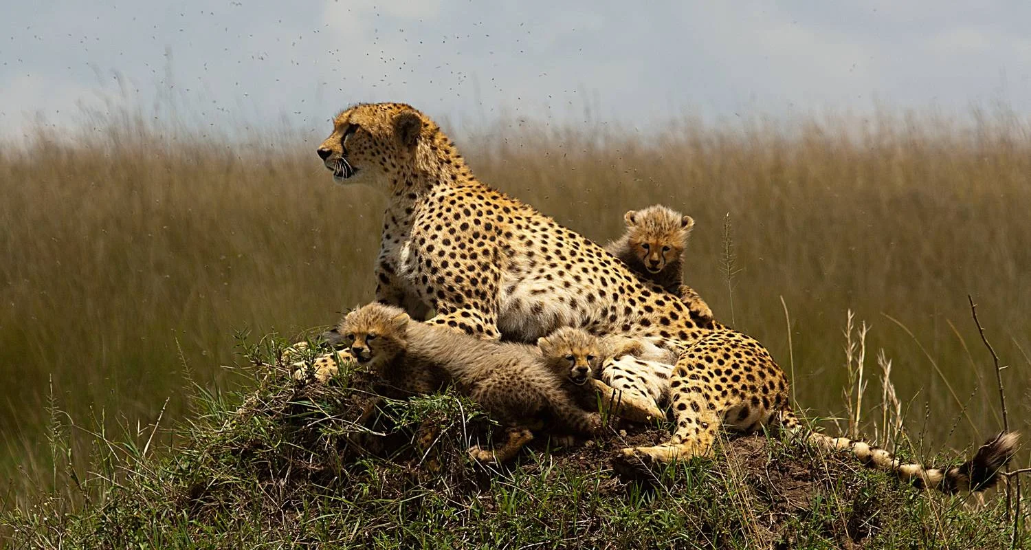 Explore 9-Day Best Big Five Kenya Private Luxury Safari - 4 X 4 Land Cruiser Tour for 9 days with Gracepatt Ecotours Kenya and discover unforgettable experiences - Photo 2