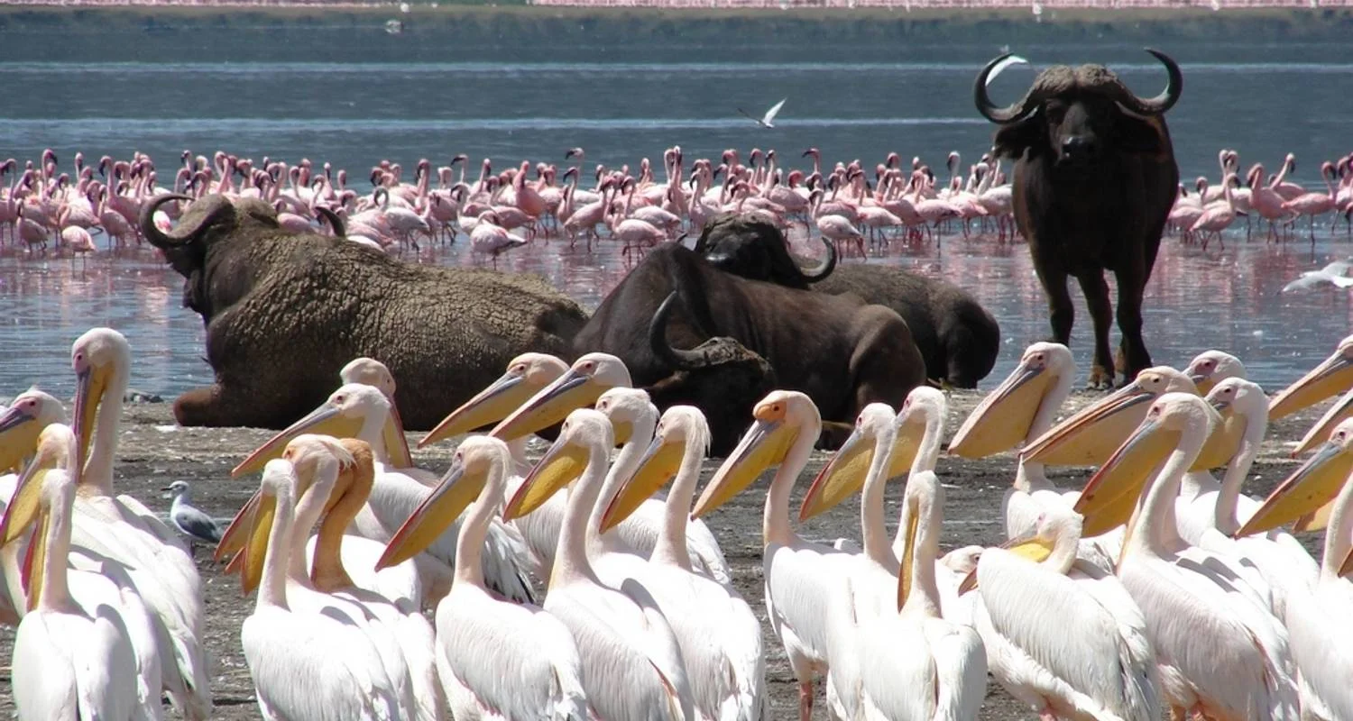 Explore 5-Day Masai Mara, Nakuru & Naivasha Private Safari - in a Landcruiser - for 5 days with Gracepatt Ecotours Kenya and discover unforgettable experiences - Photo 2