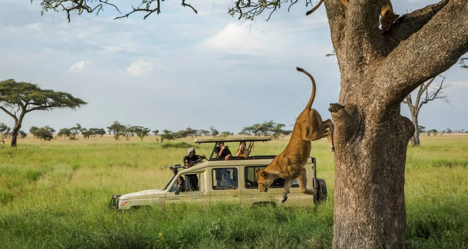 Explore 11 Days Best of Kenya & Tanzania Private Tented Camping Safari for 11 days with Gracepatt Ecotours Kenya and discover unforgettable experiences - Photo 2